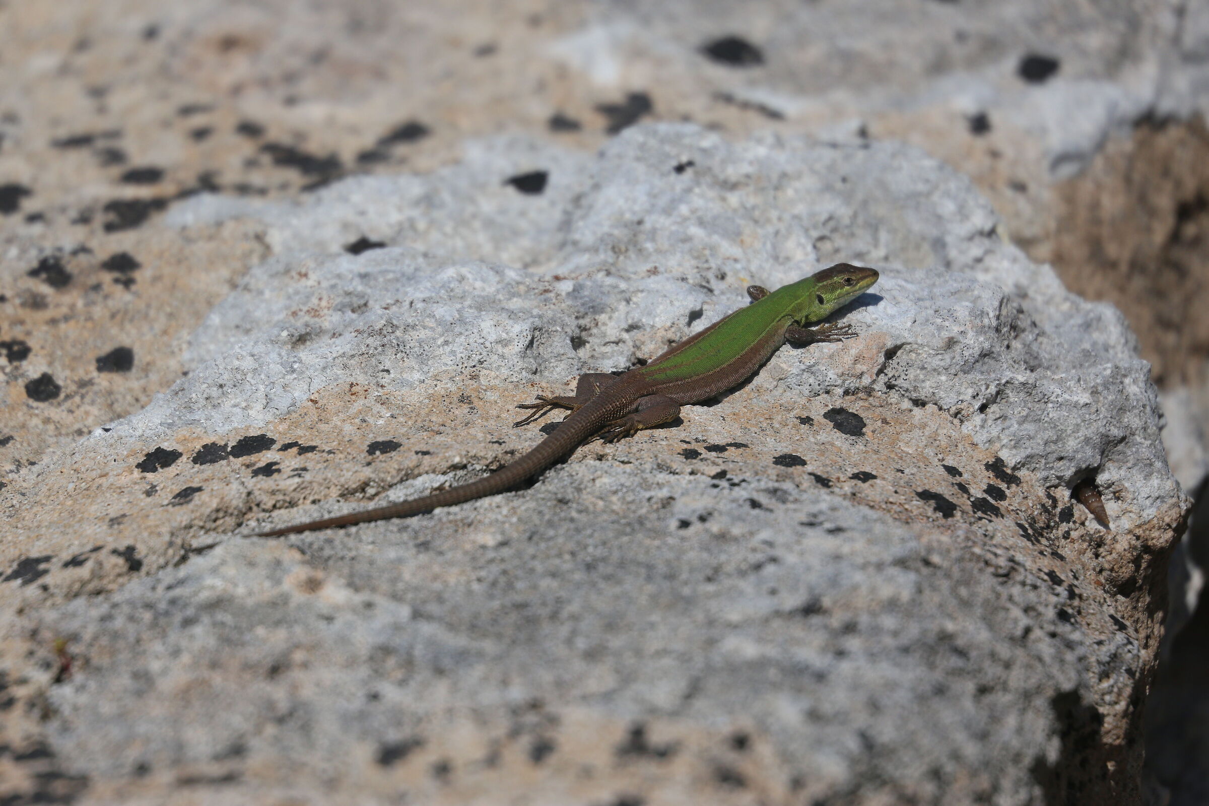 A 300 / Canon 6D- DO 70--300 IS USM