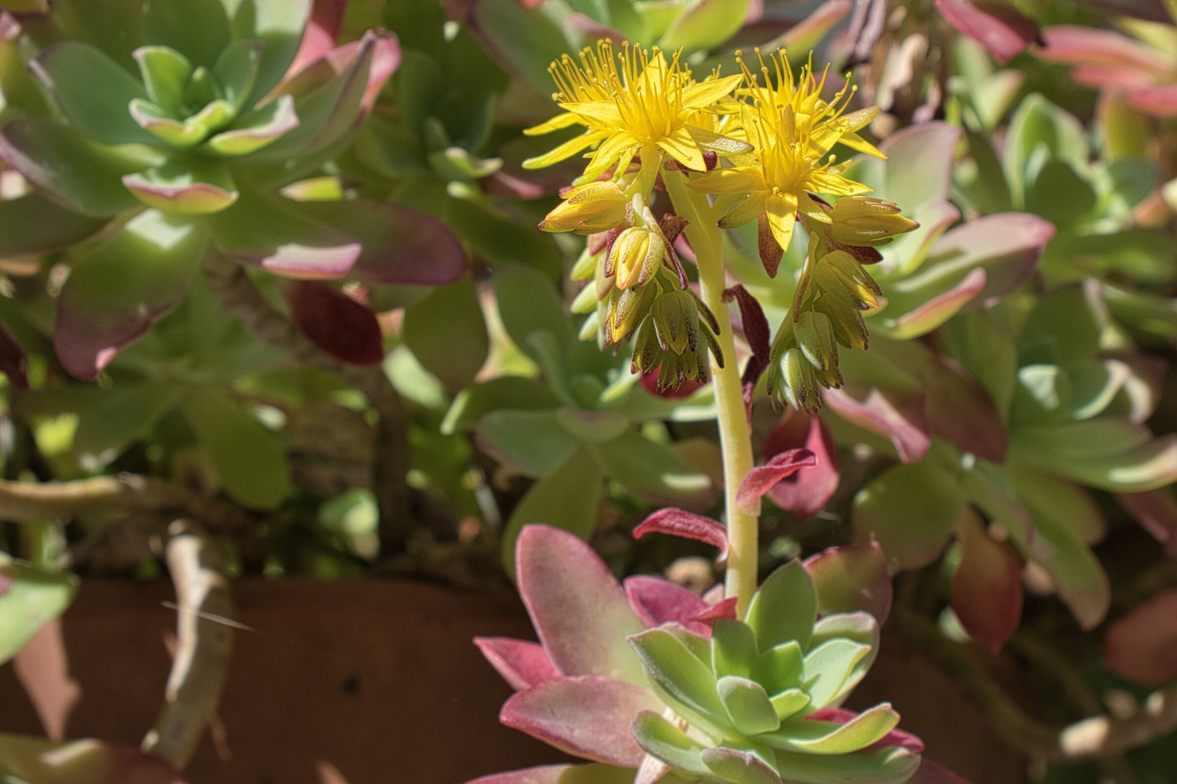 The yellow flowers of mary