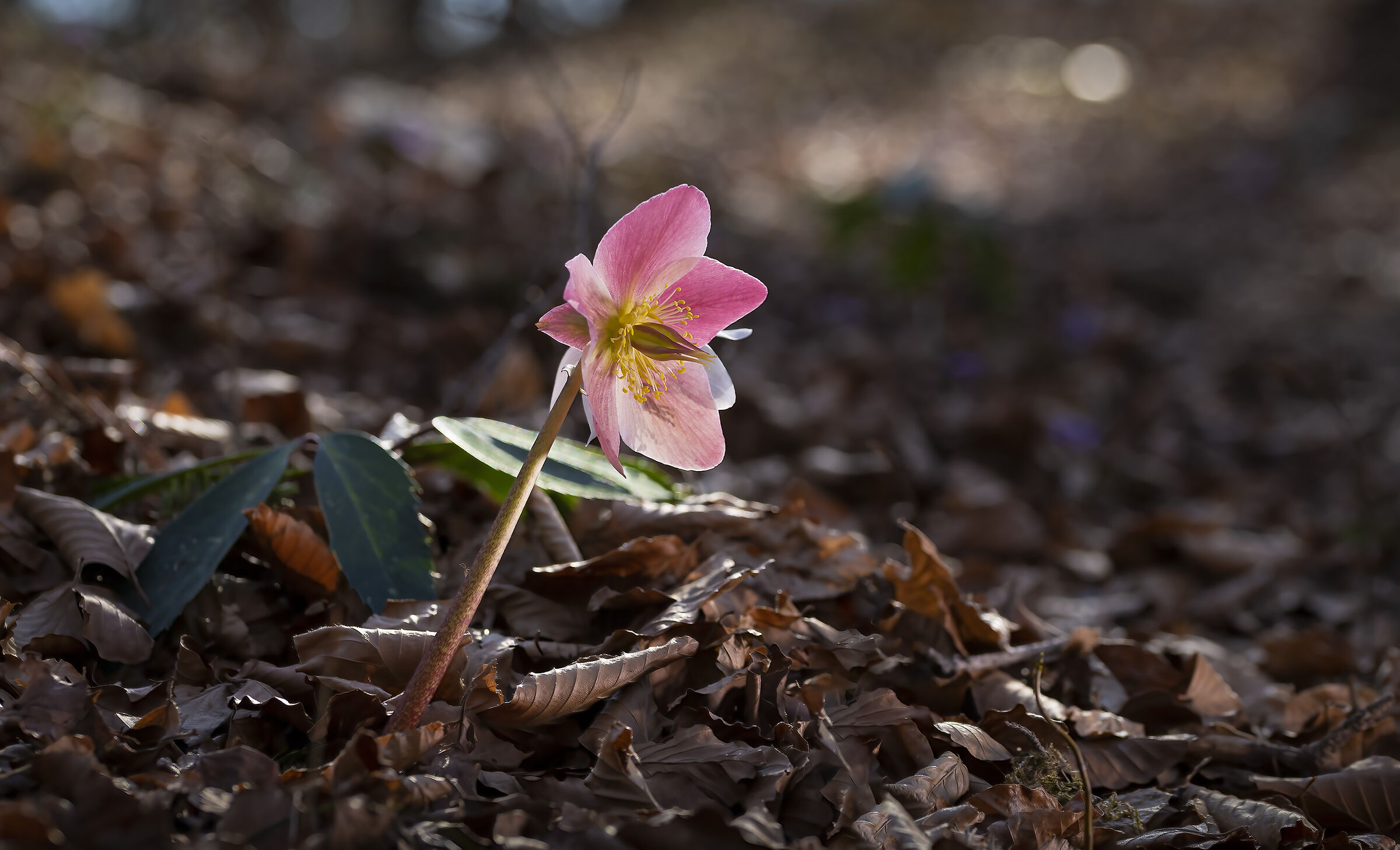 Hellebore