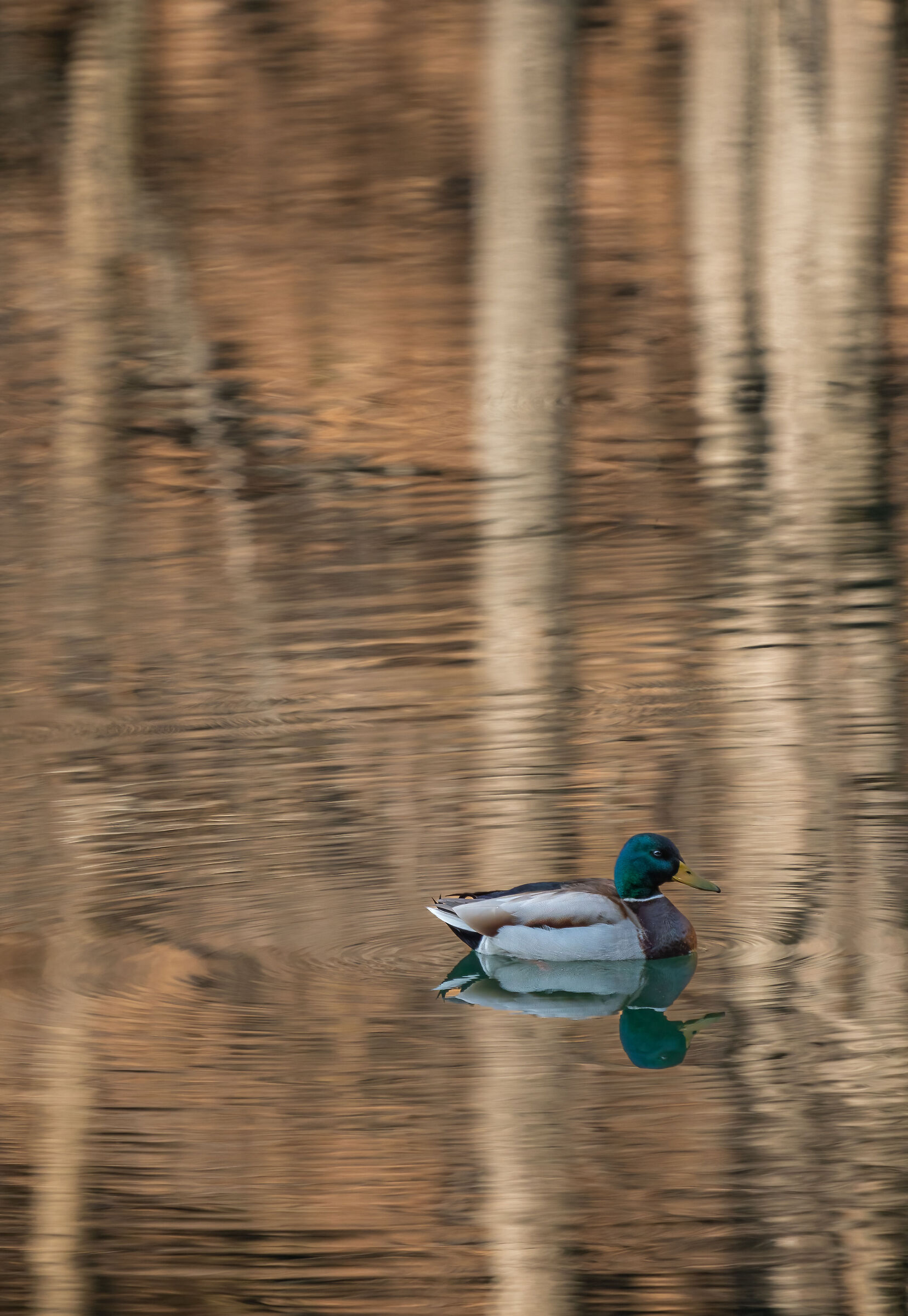 On the golden lake