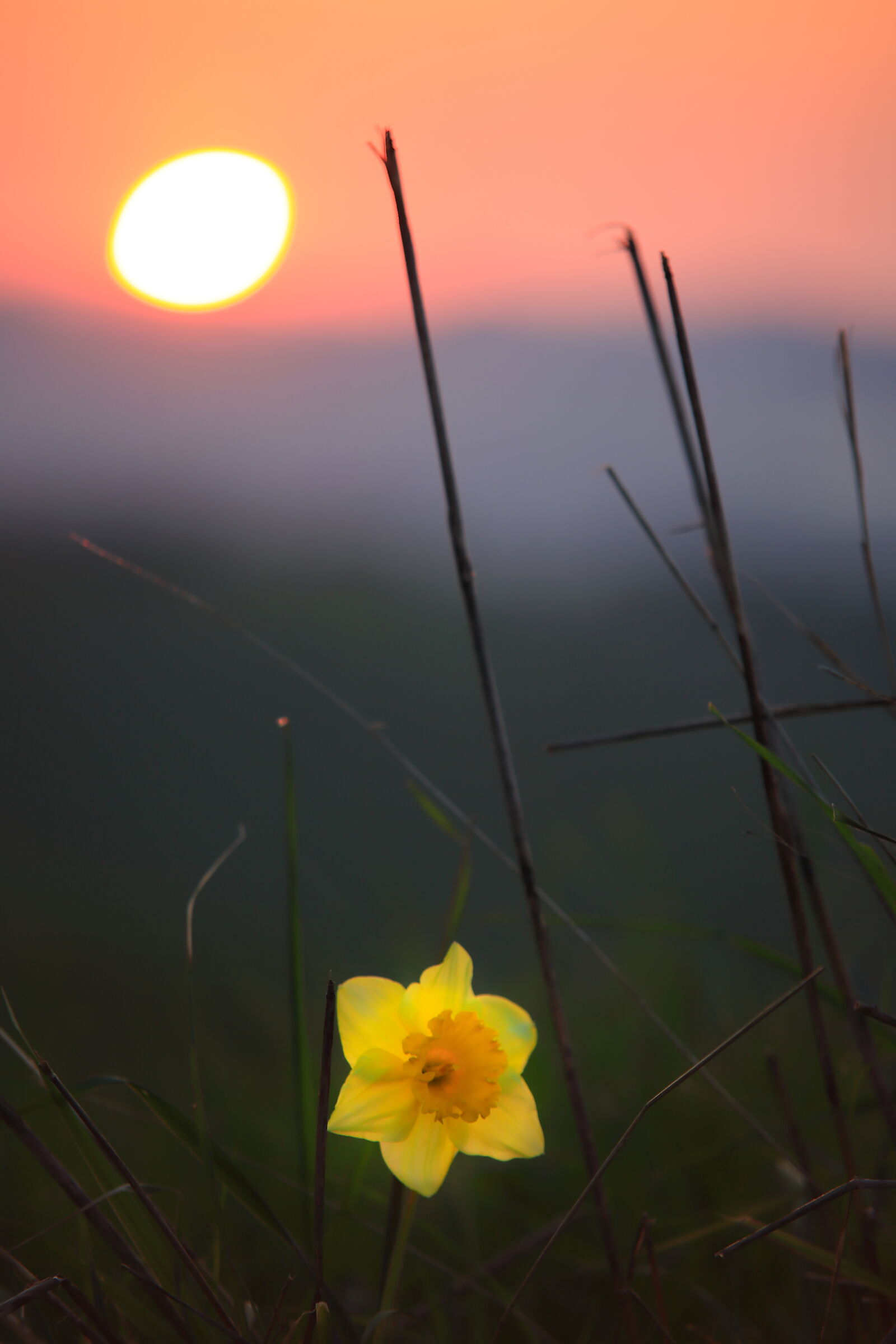 flowers at sunset