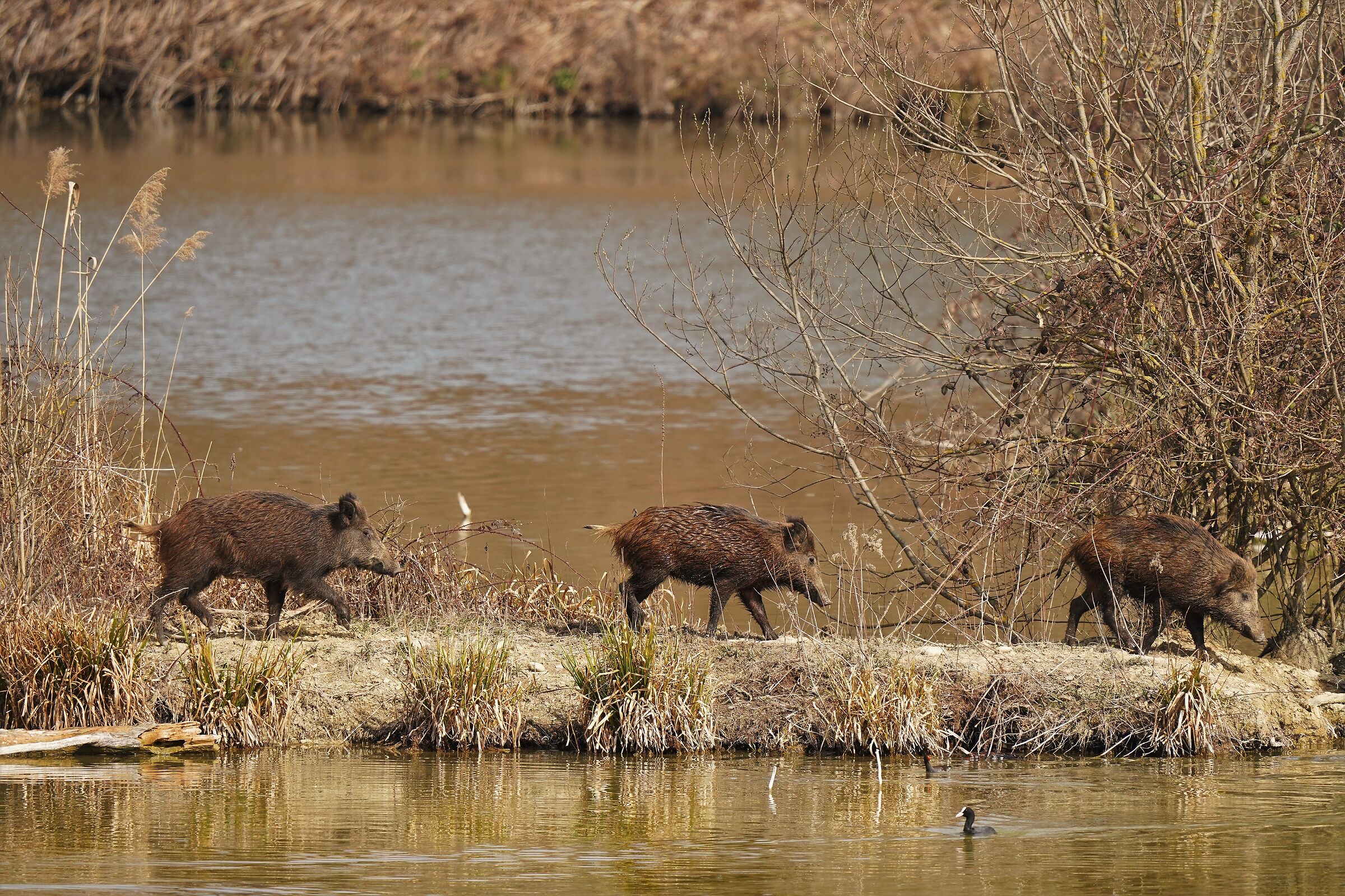 the three "wild boars"....
