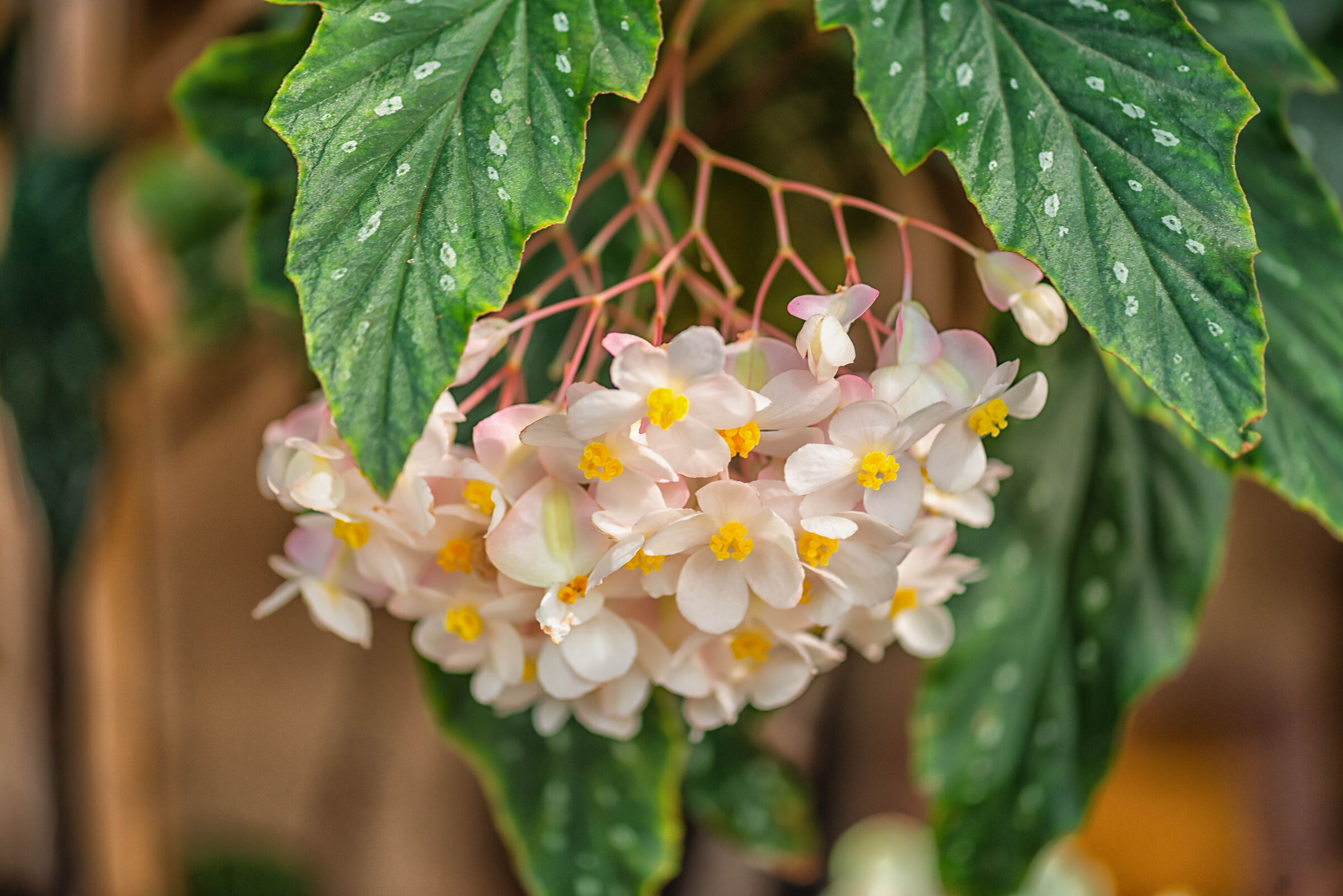 Fiore di begonia