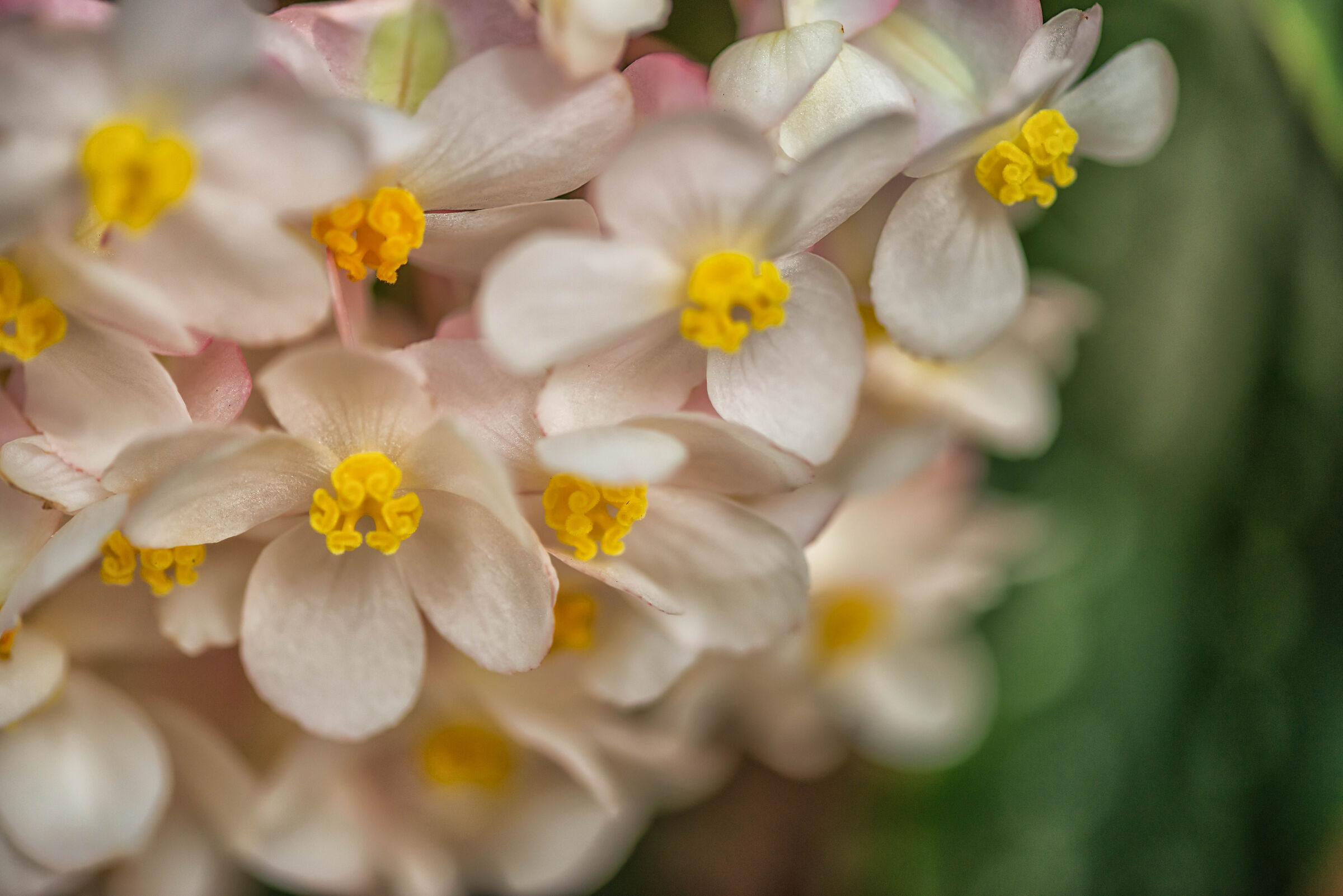 Fiore di begonia