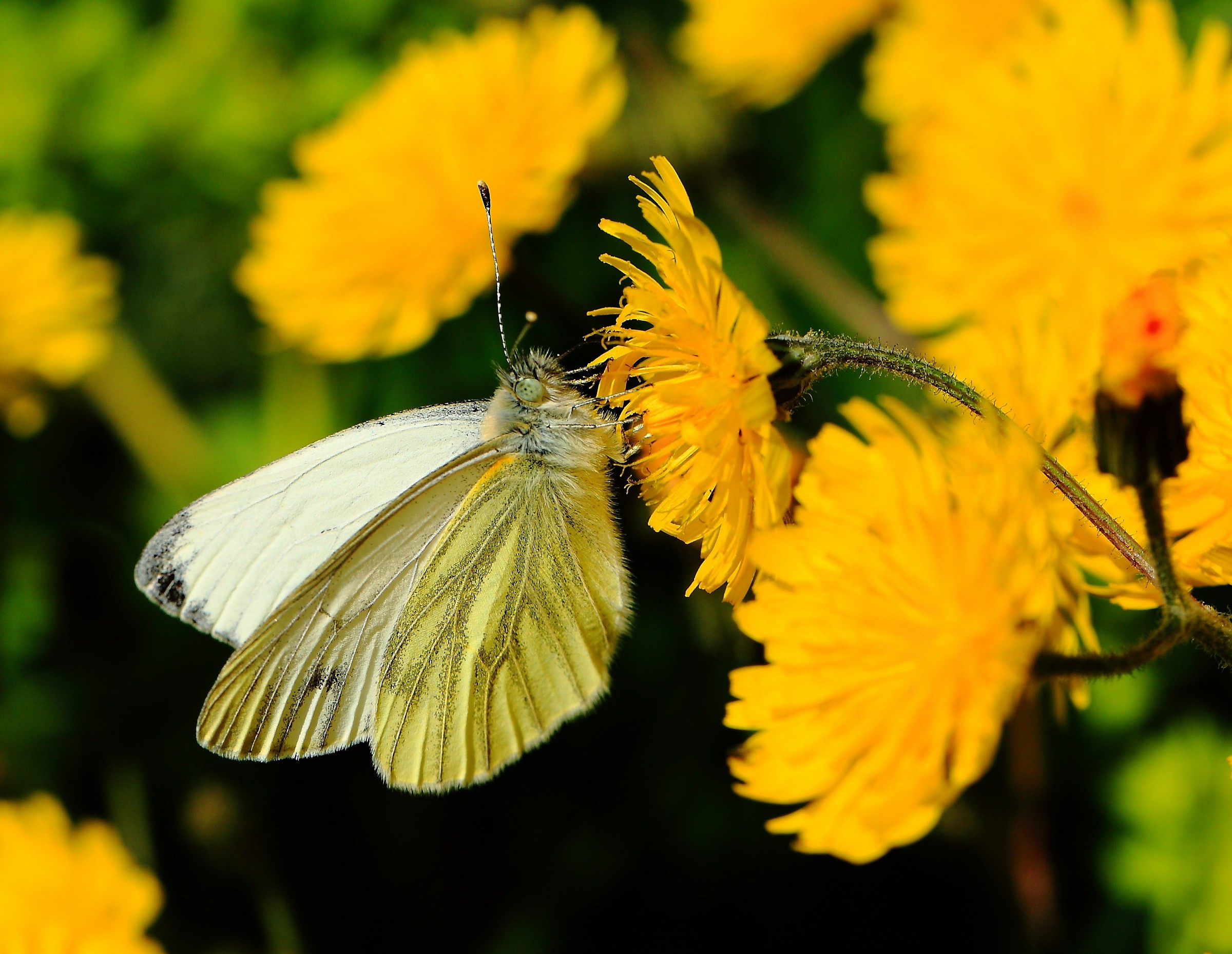 La cavolaia: Sono tornata.