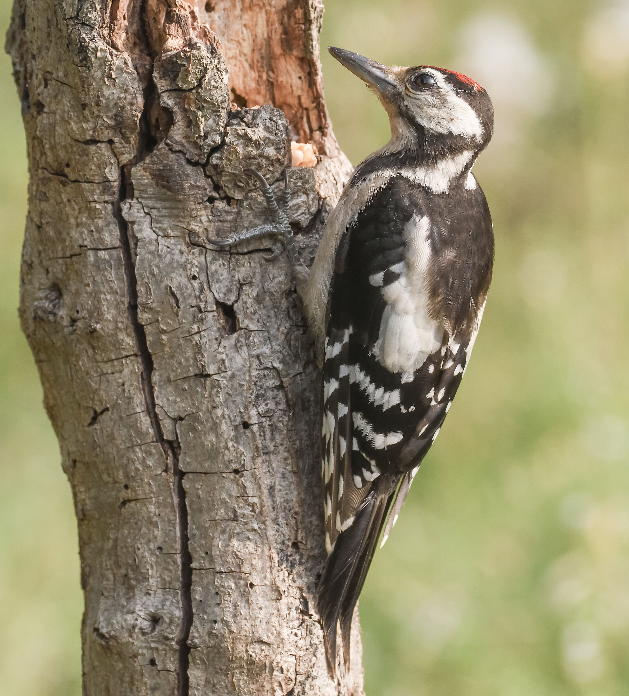 giovane femmina di picchio rosso maggiore