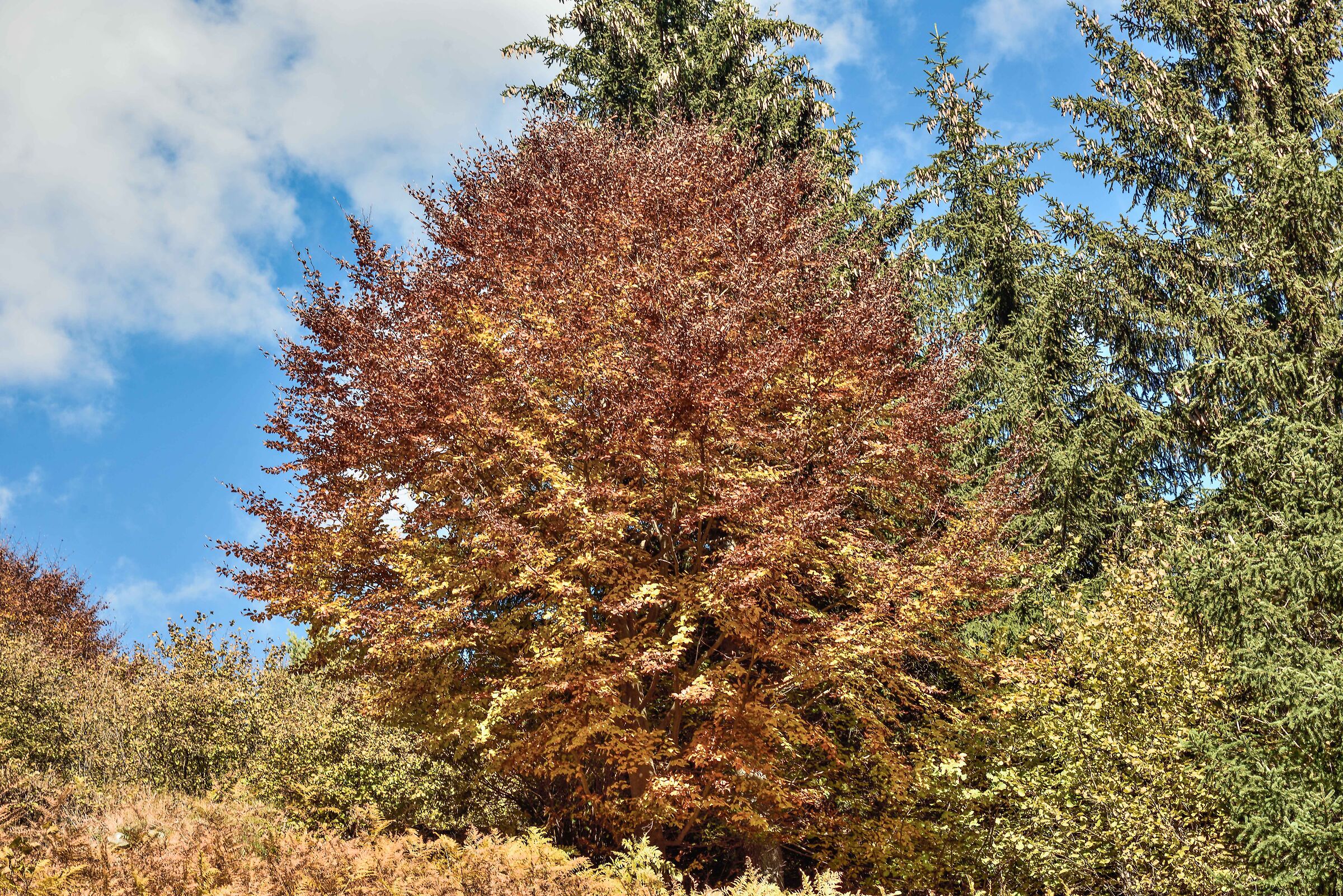 autunno in Valdivedro 2020