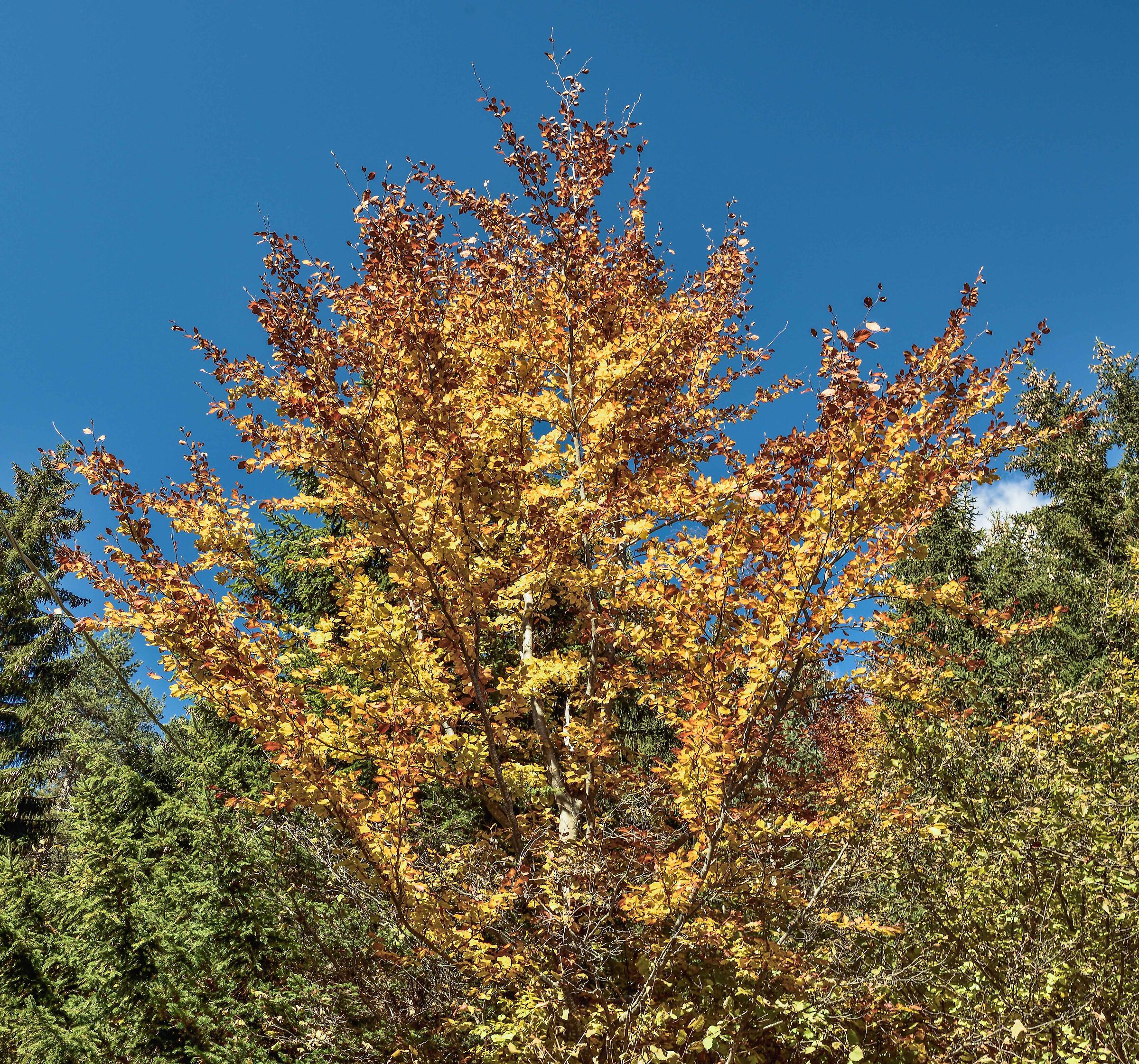 autunno in Valdivedro 2020