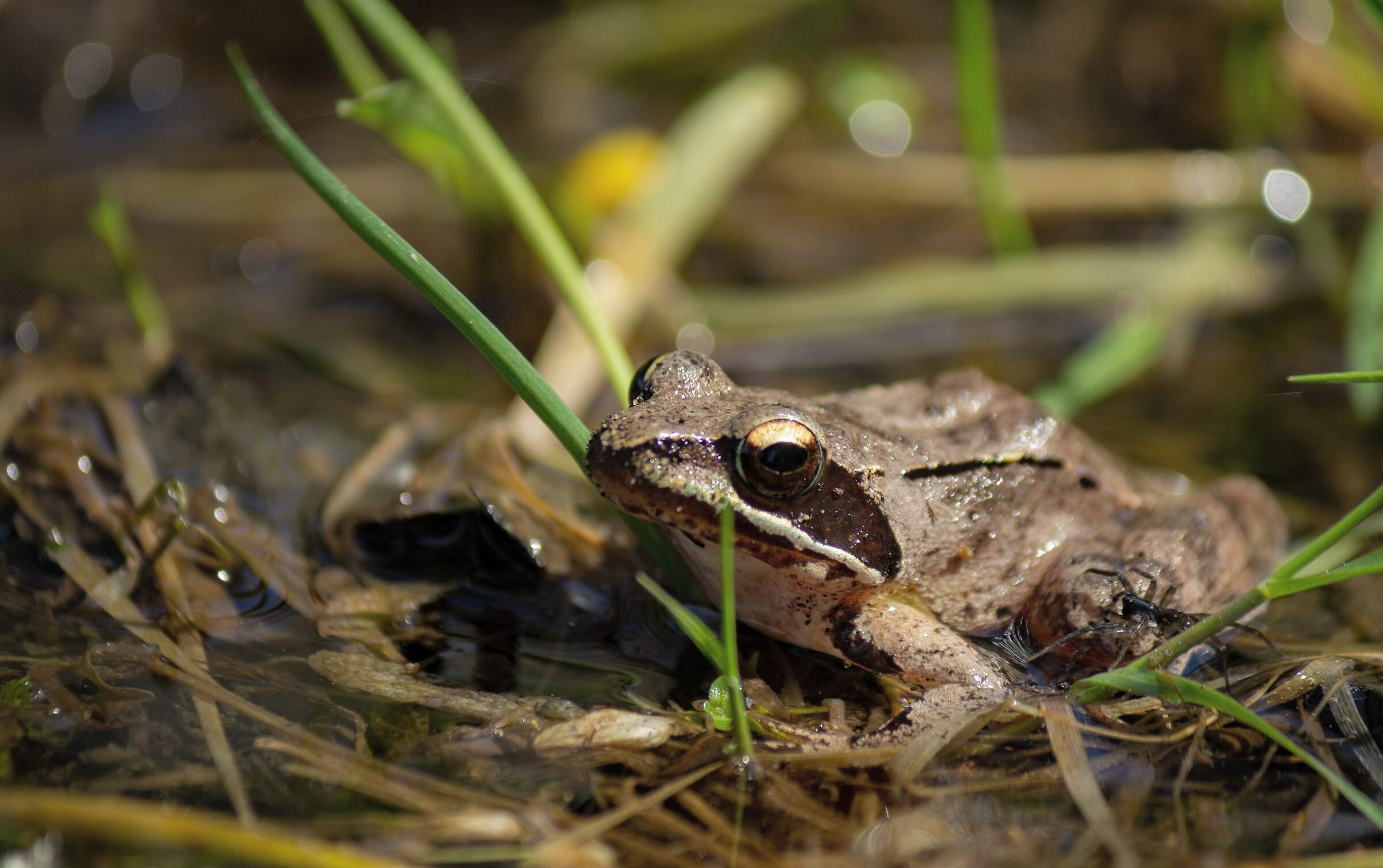 Dalmatian frog in the park