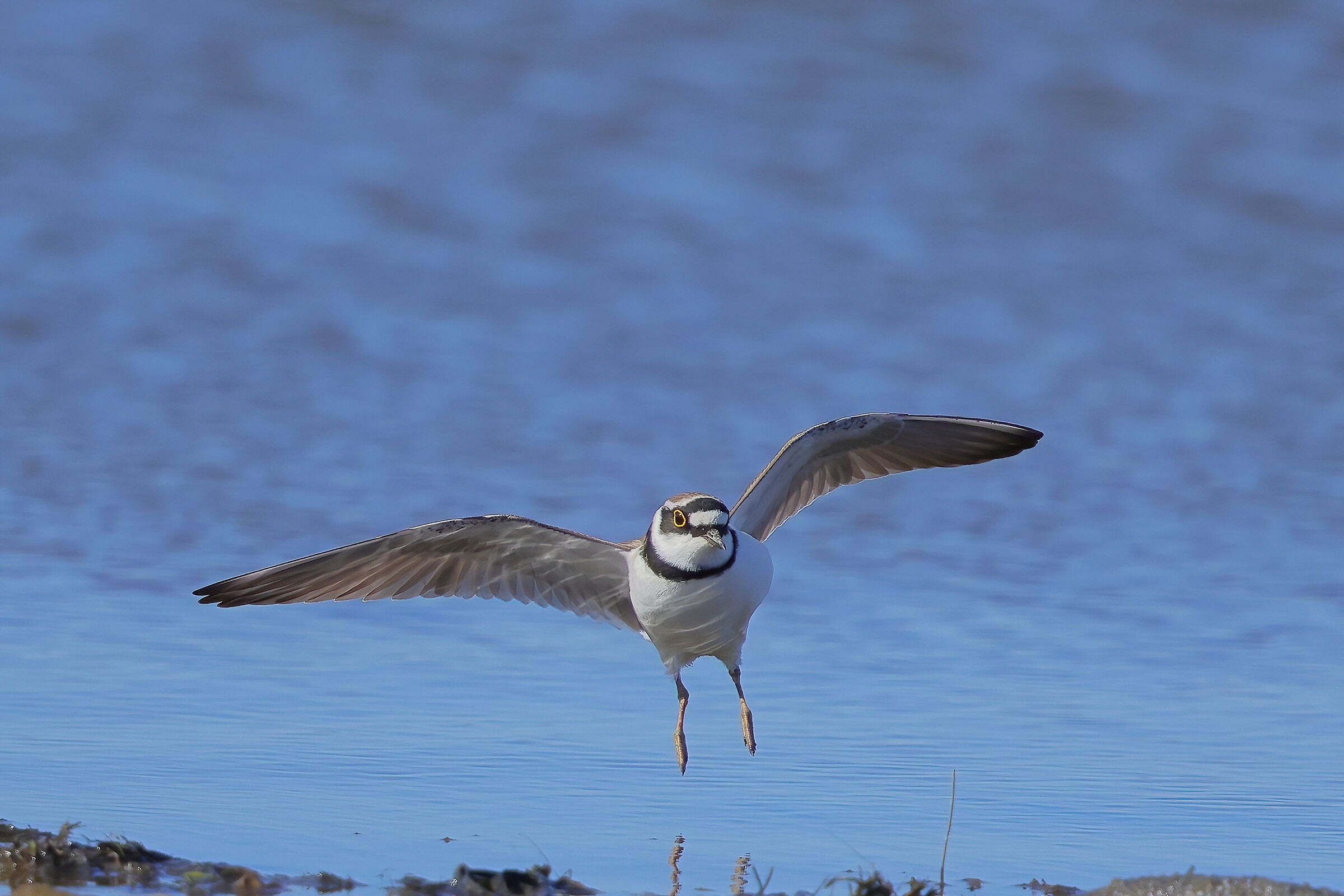 Little ringed plover