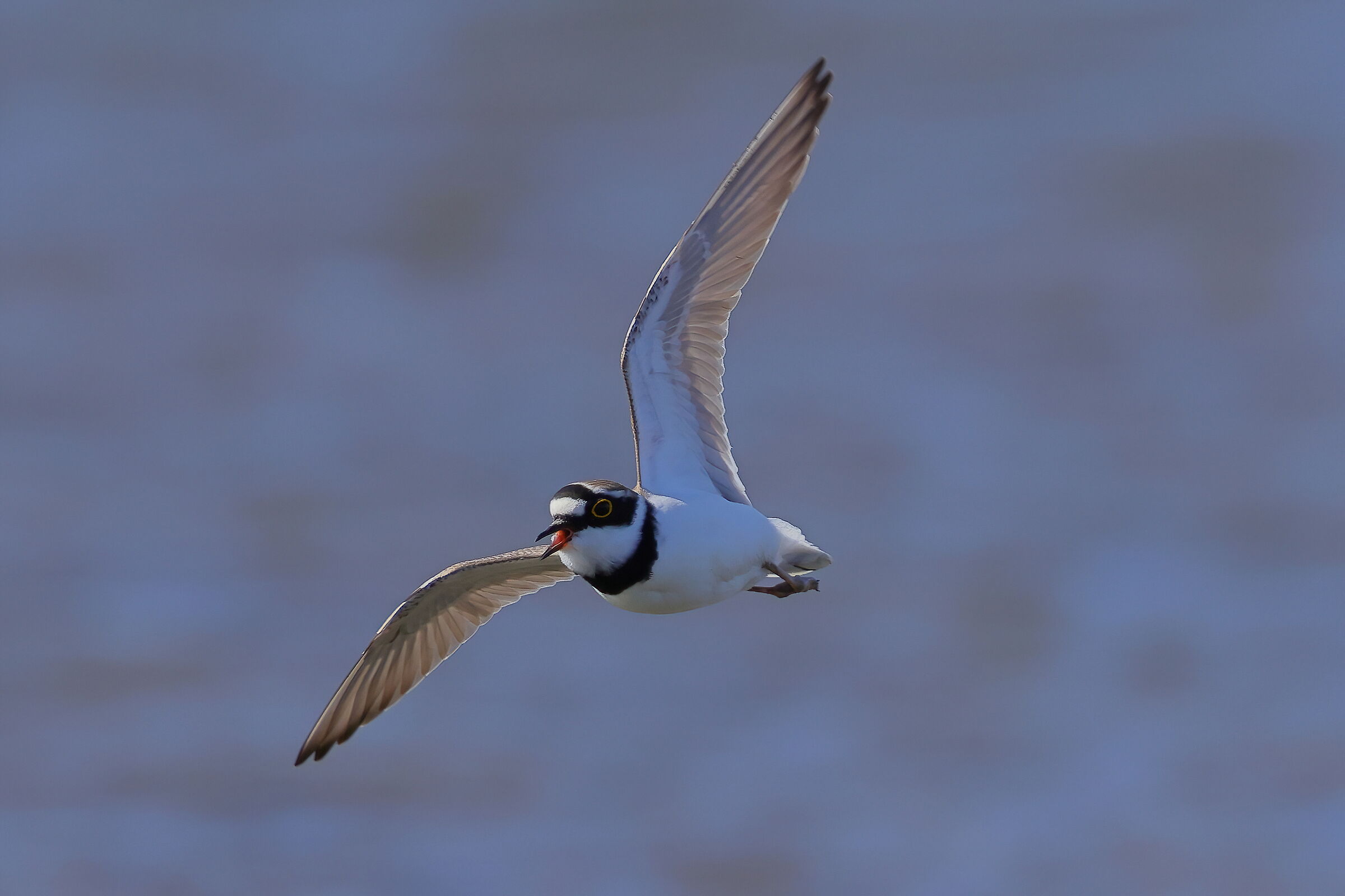 Little ringed plover