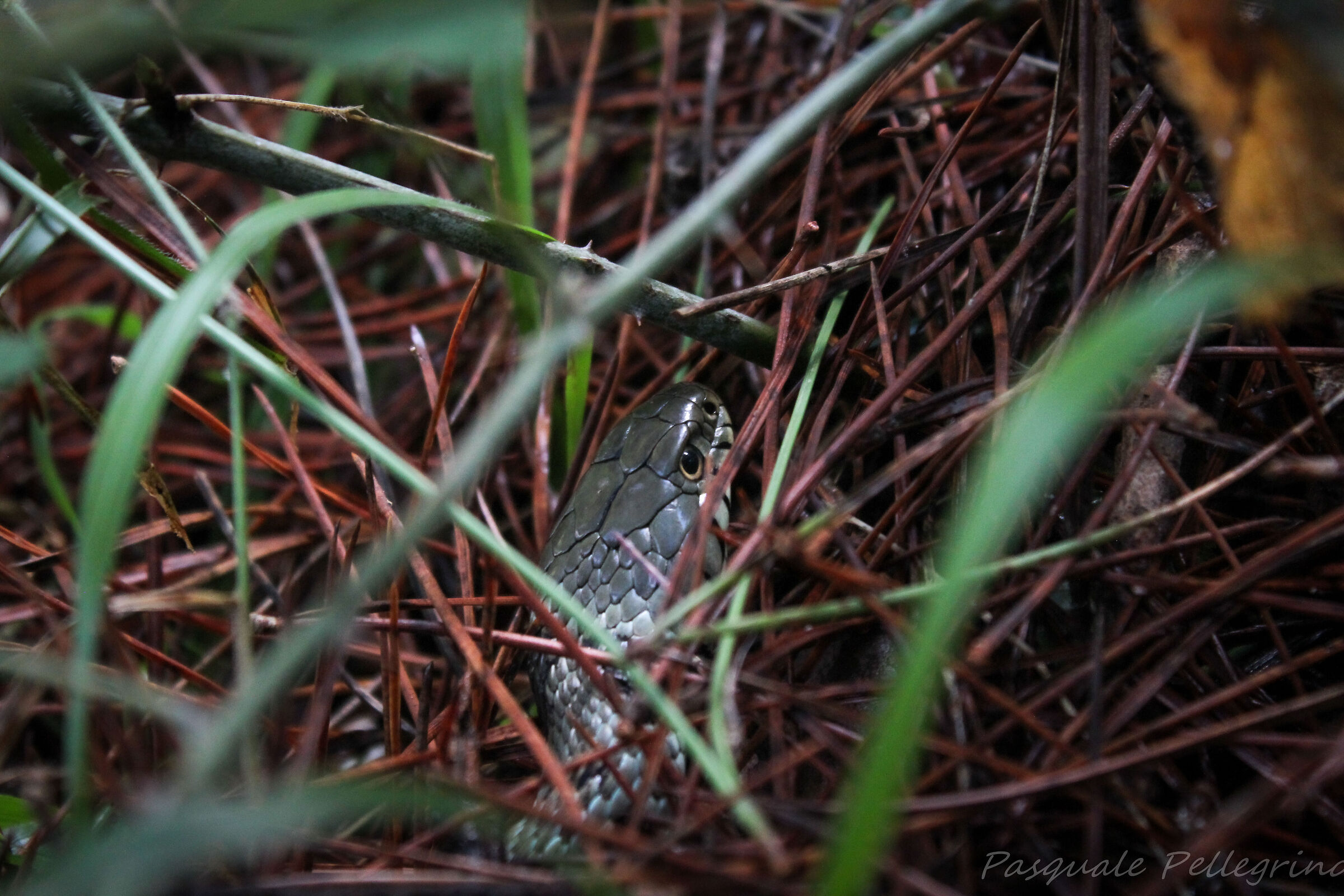 Natrix helvetica in the park
