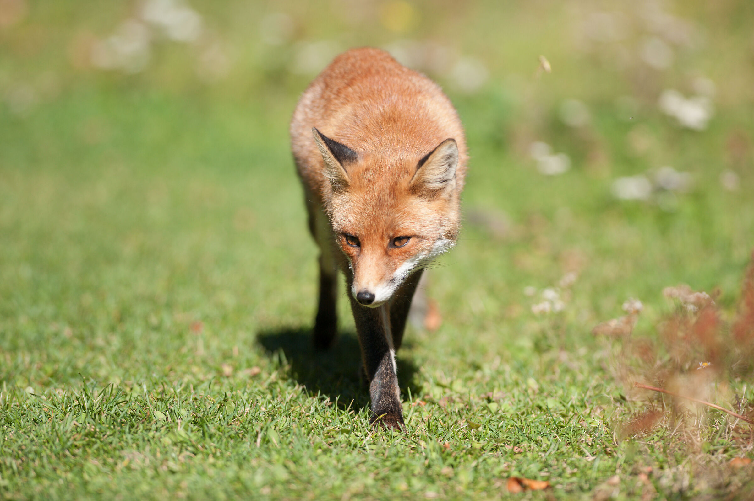 Volpe nel sentiero della Val di Rose Abruzzo