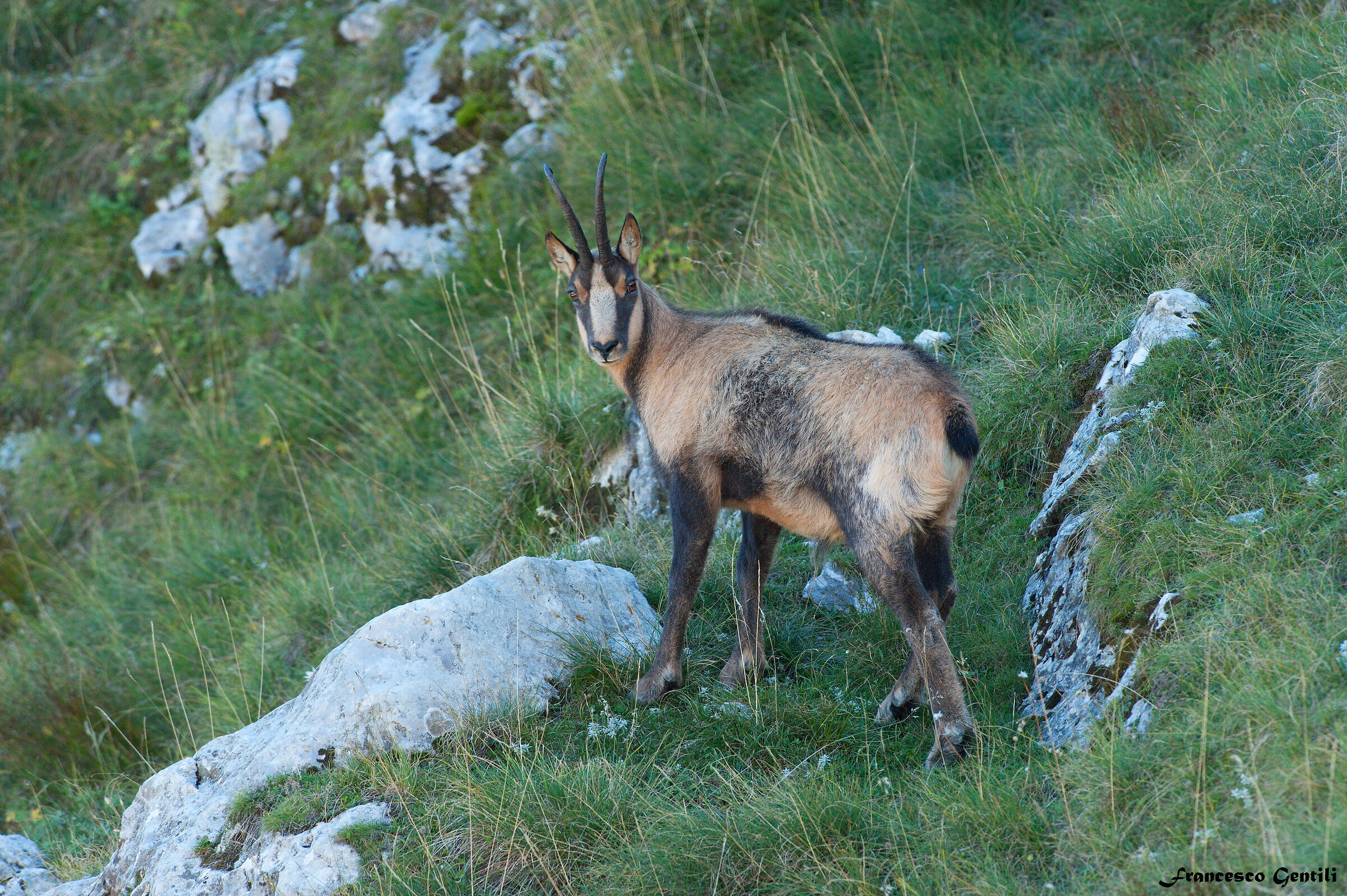 Camoscio, Val di Rose