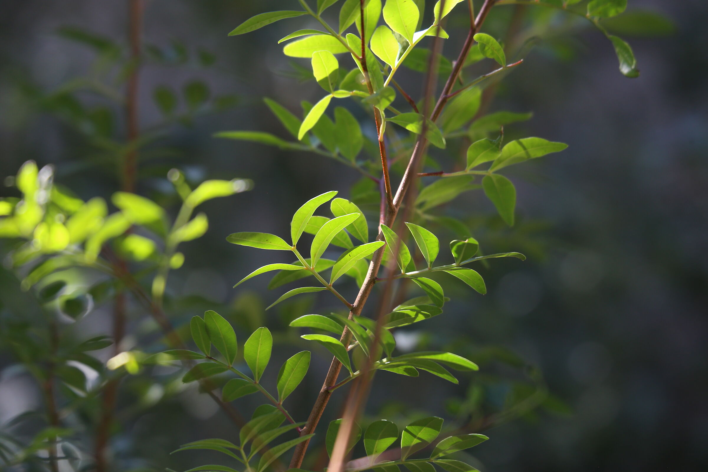 A 200 / Canon 70-300 DO IS USM