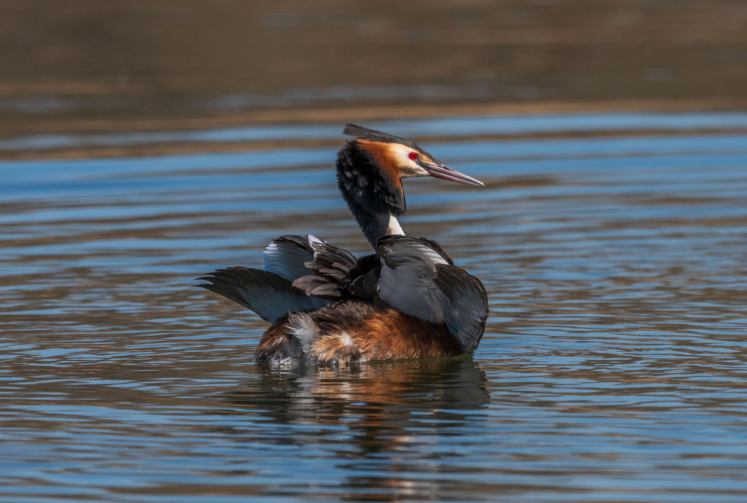 grebes