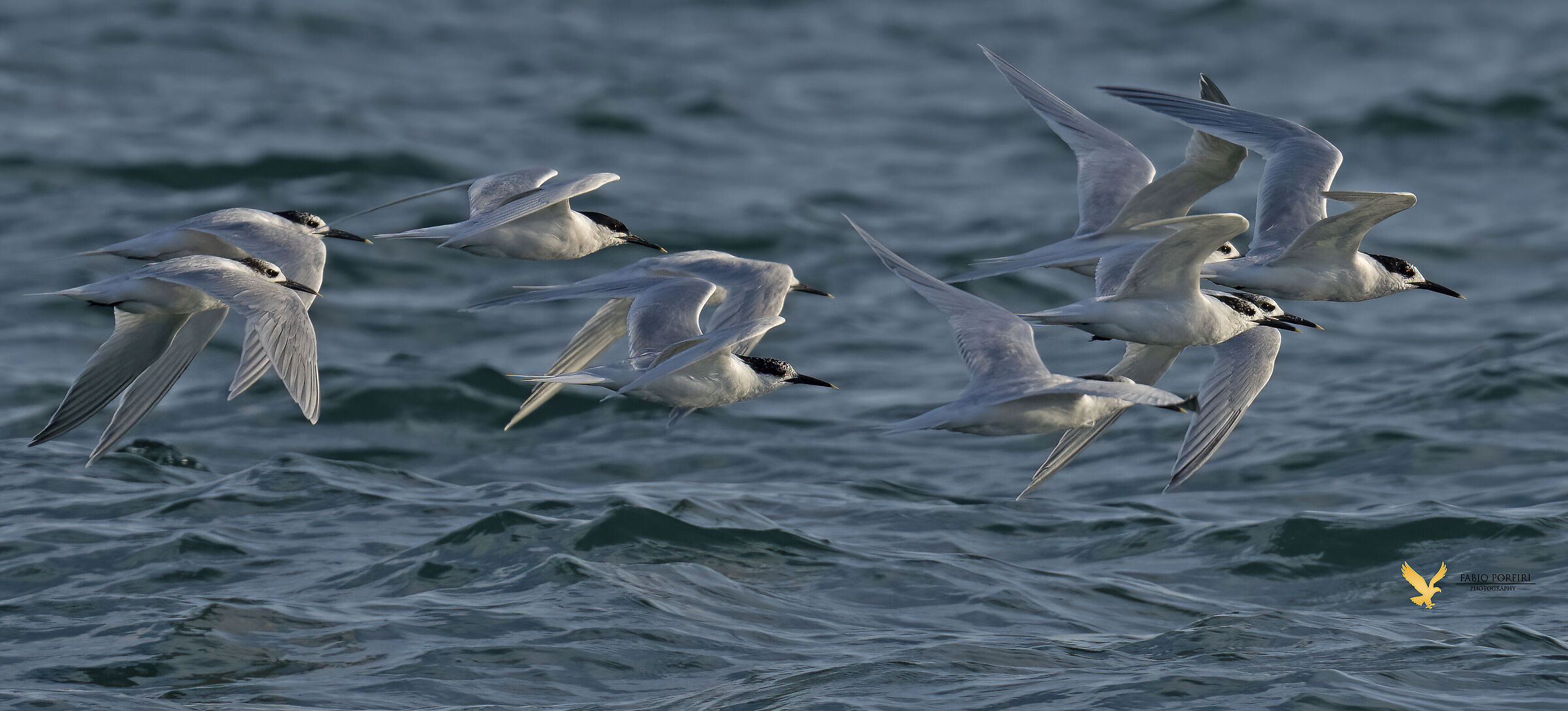 in volo sulle onde .... beccapesci
