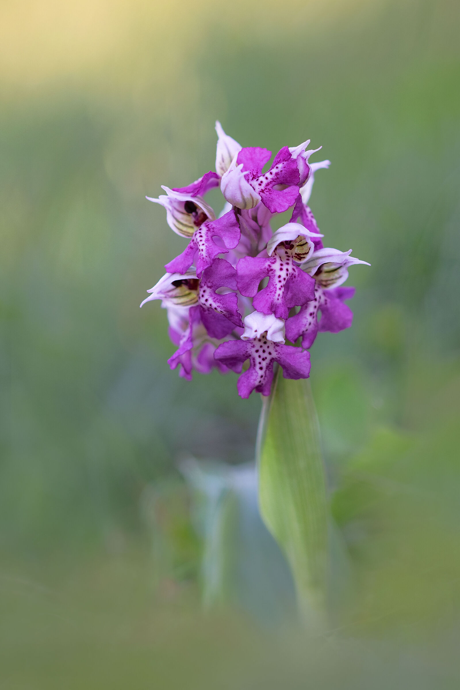 Neotinea lactea ipercromatica