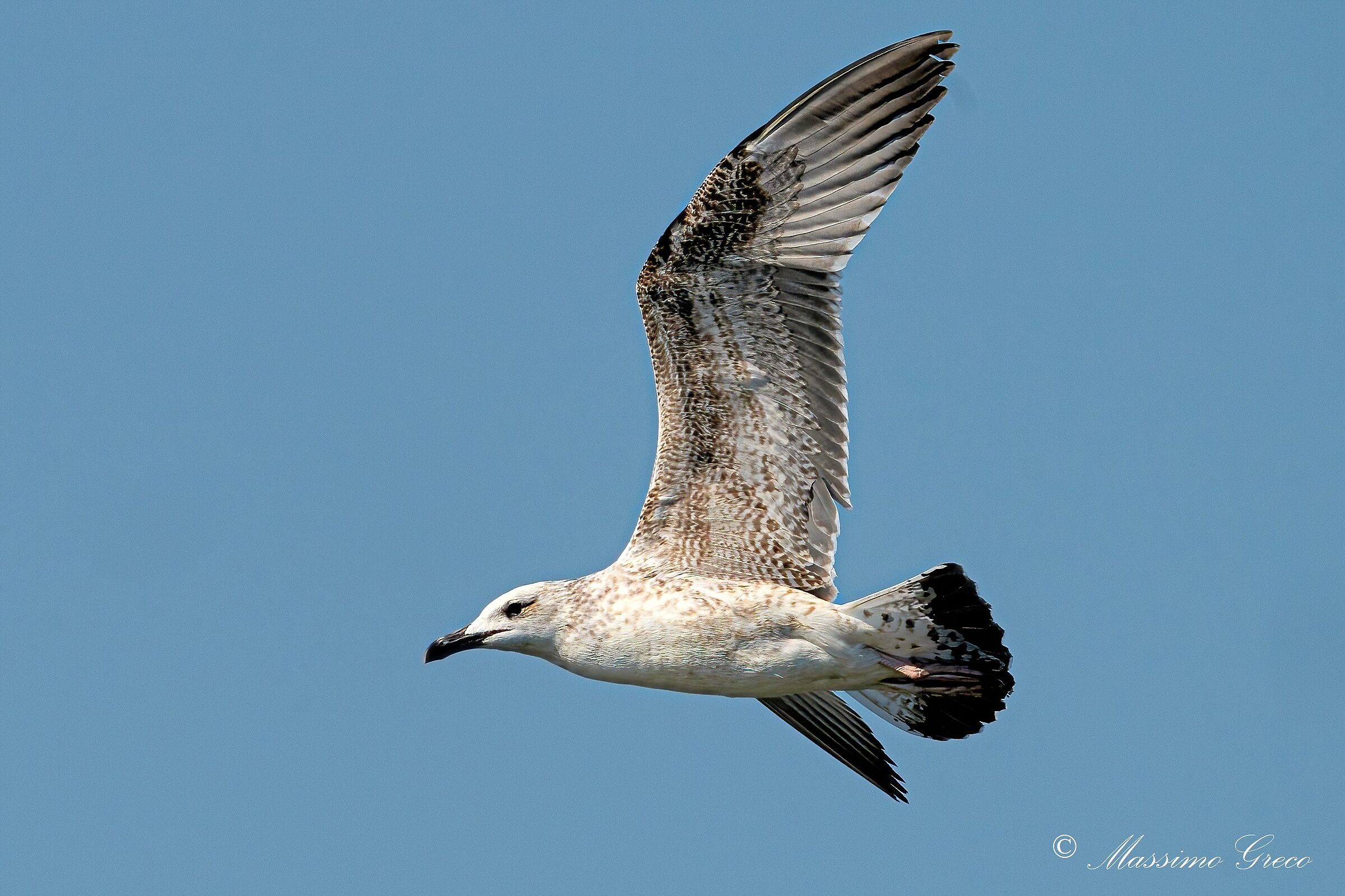 Herring gull