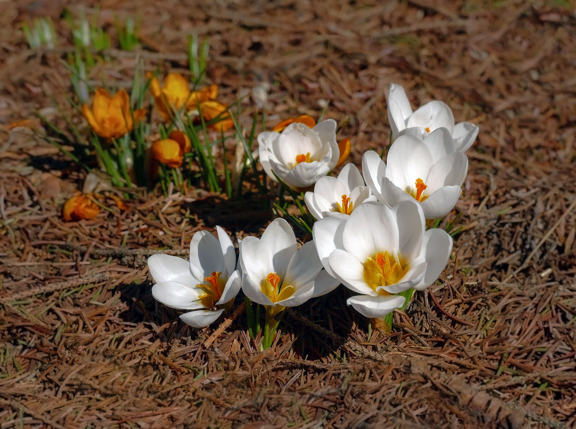 Krokusy ·