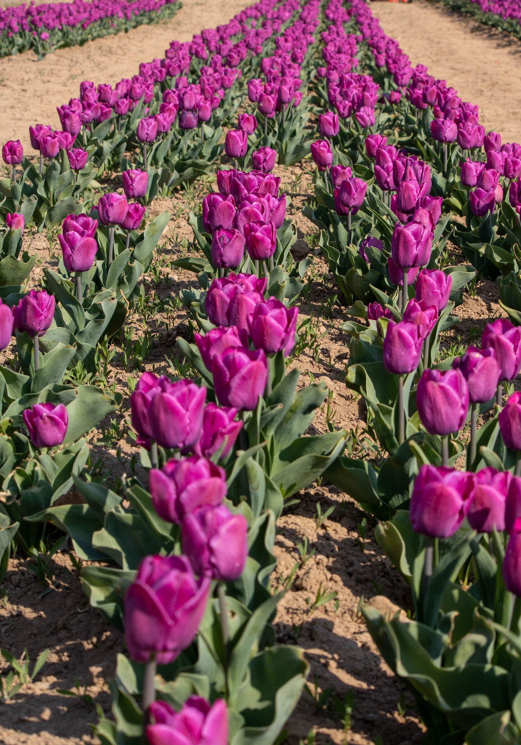 Campo di tulipani