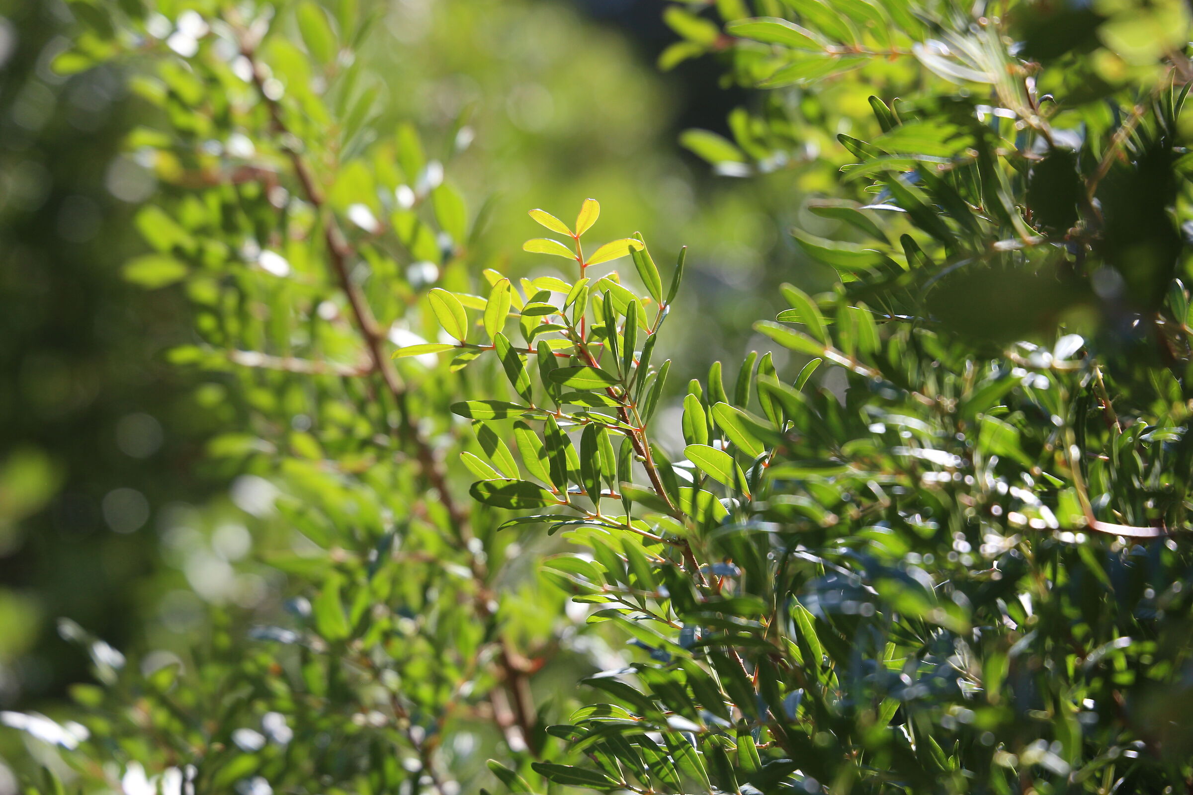 A 200 / Canon 6D- DO 70-300 IS USM