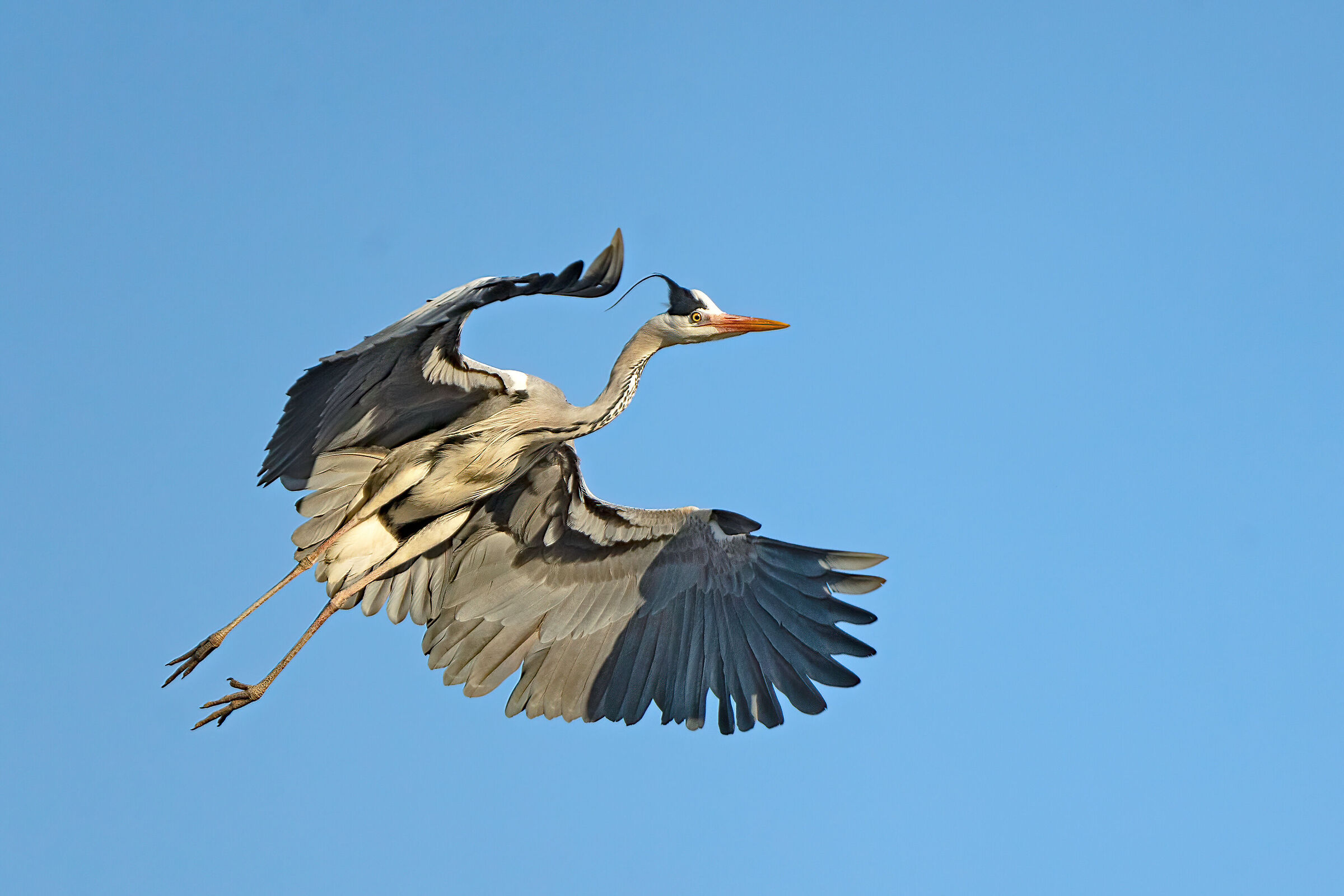 Grey heron