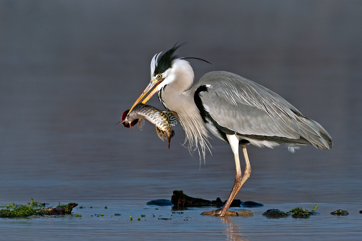 l'airone e il luccio
