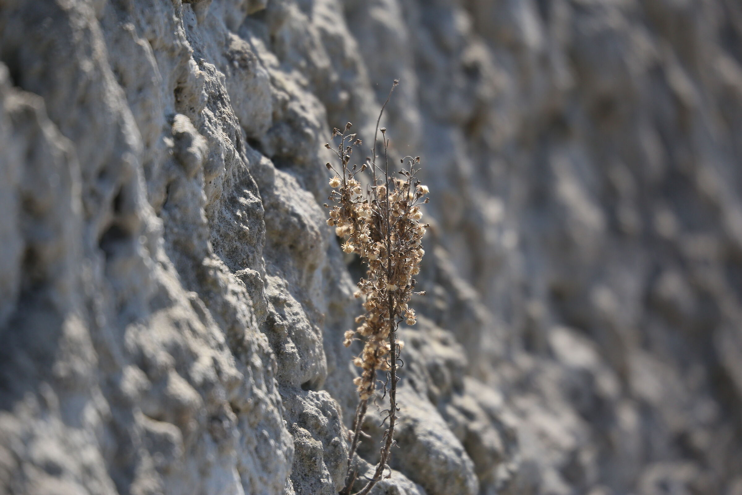 A 200 / Canon 6D- DO 70-300 IS USM