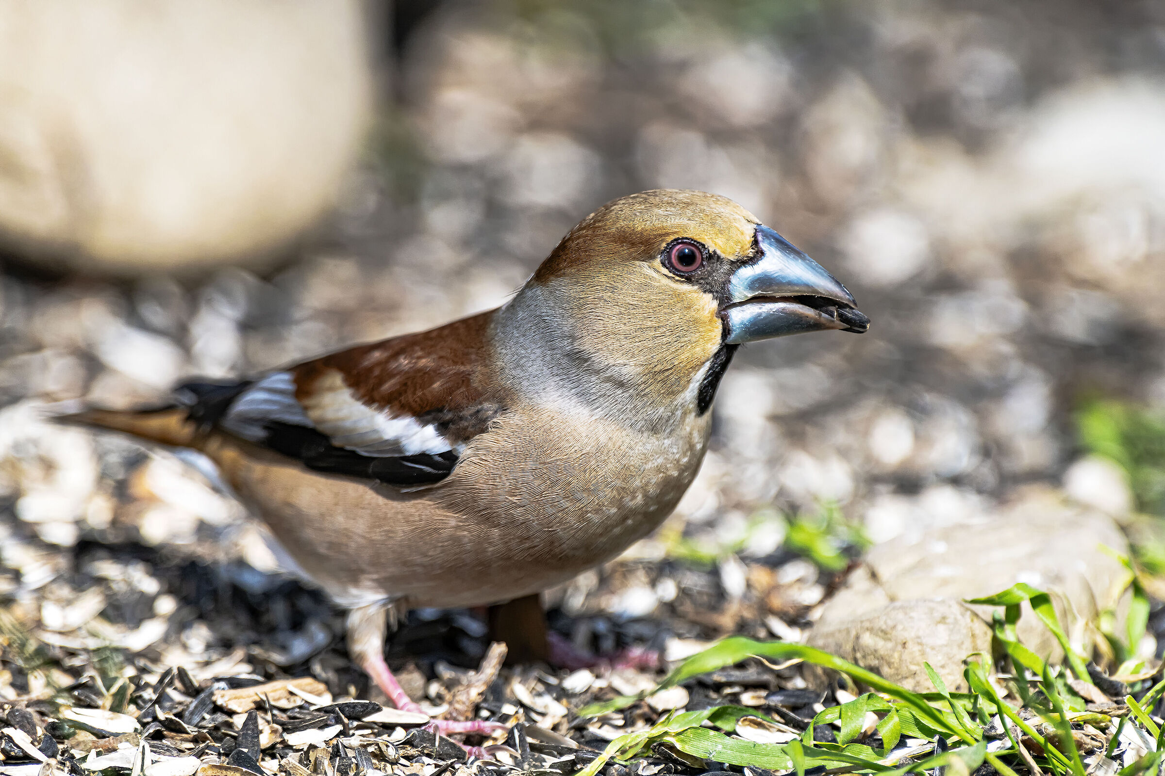 Hawfinch