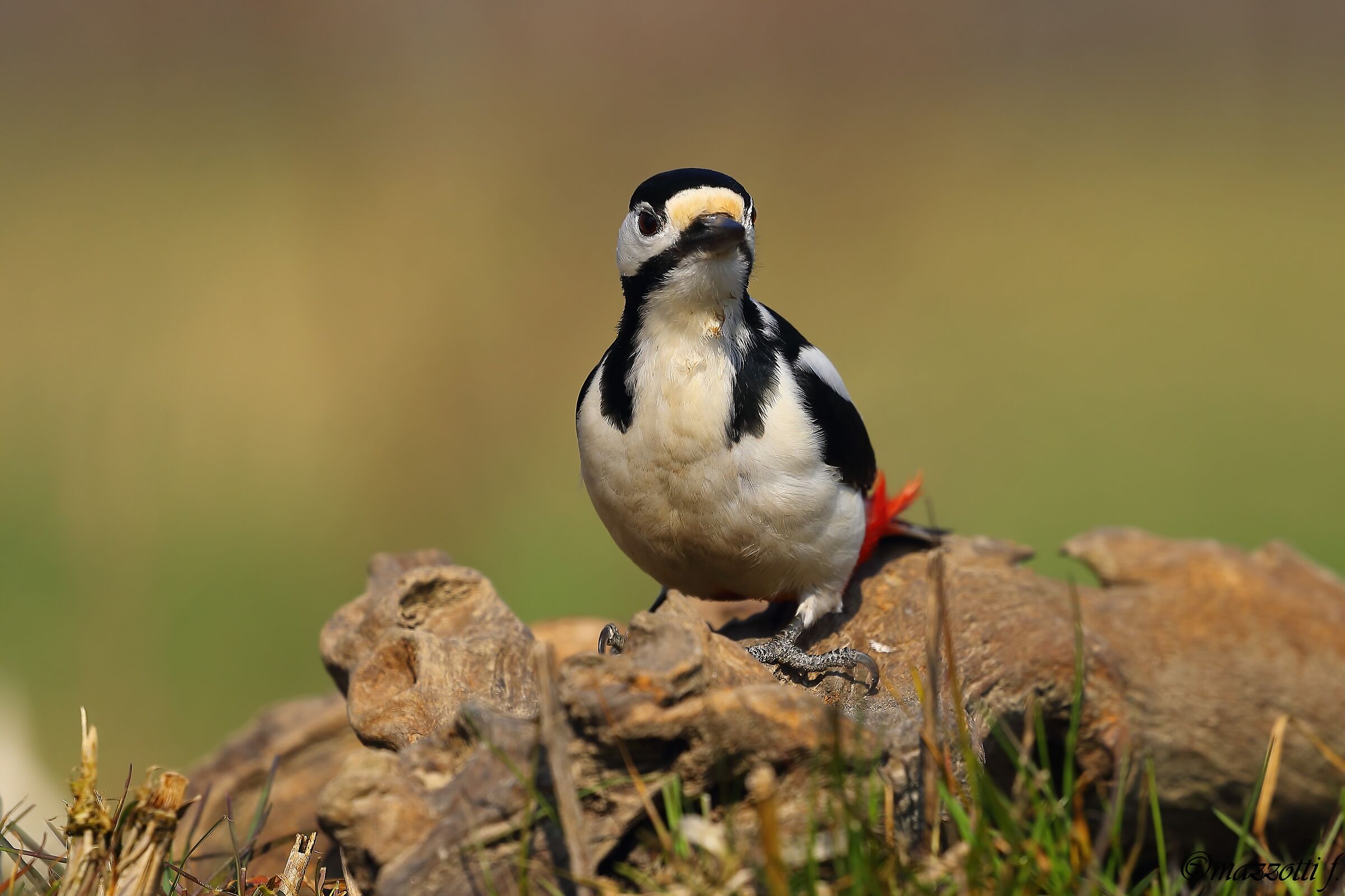 picchio rosso maggiore