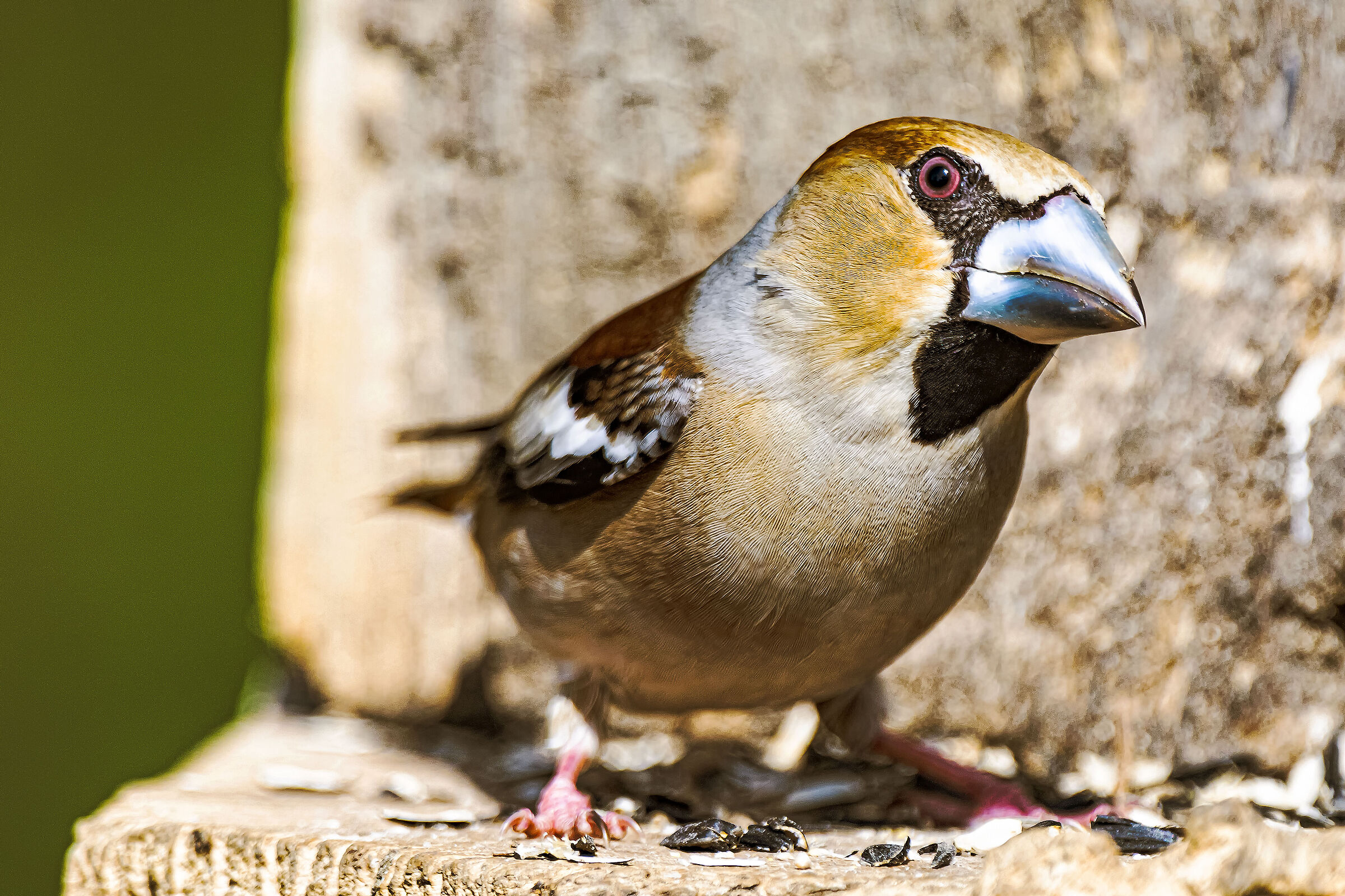 Hawfinch