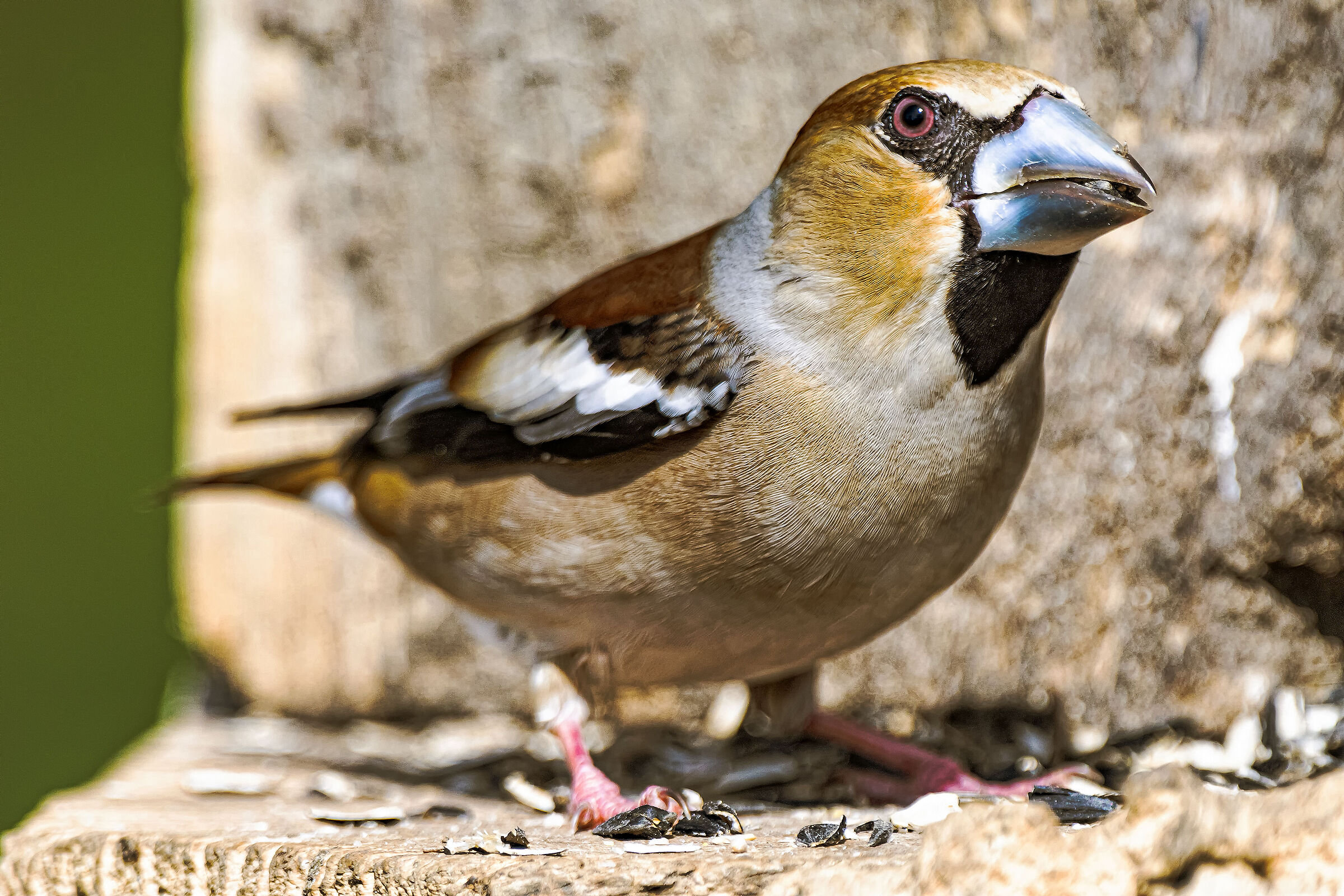 Hawfinch