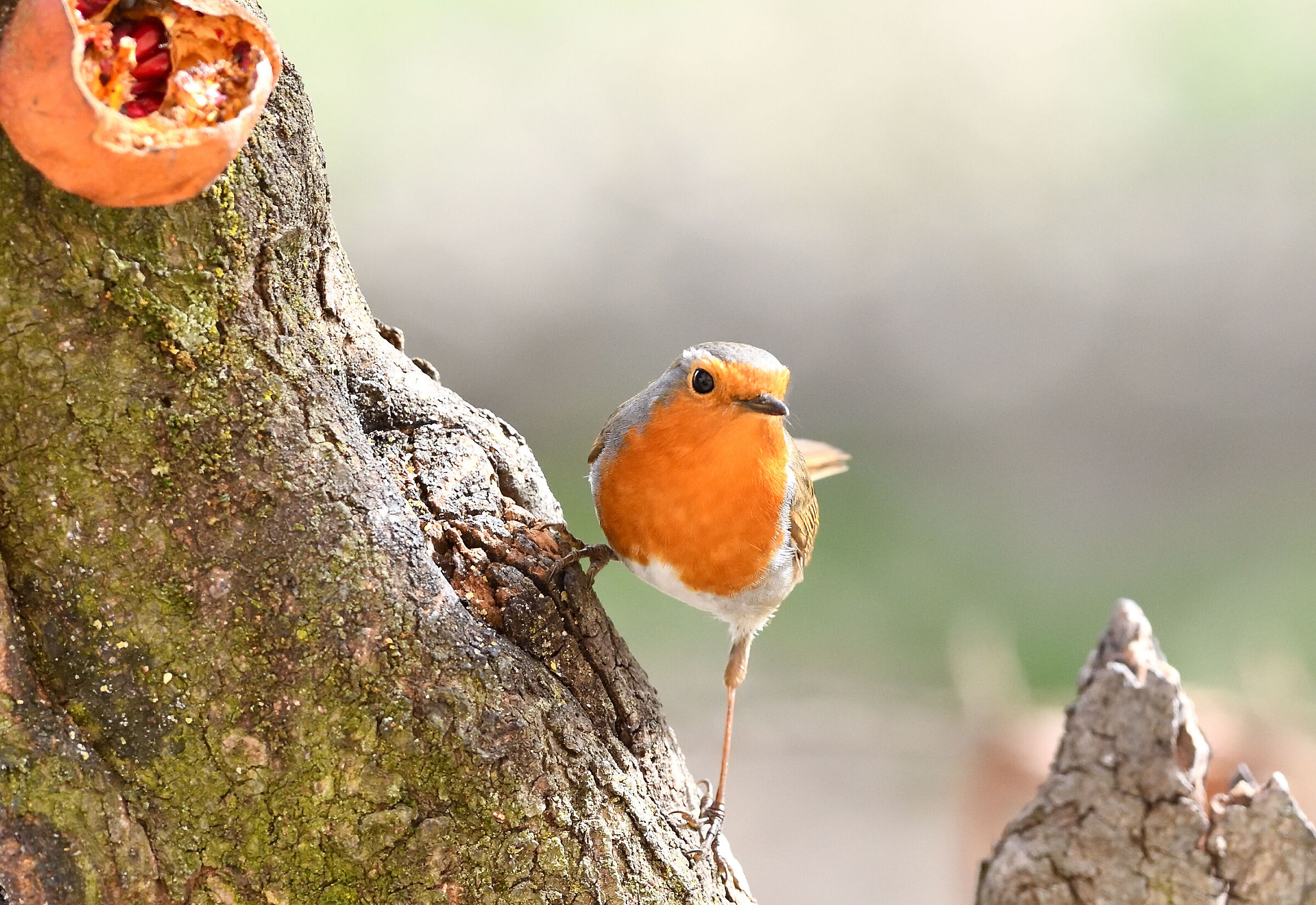 Robin