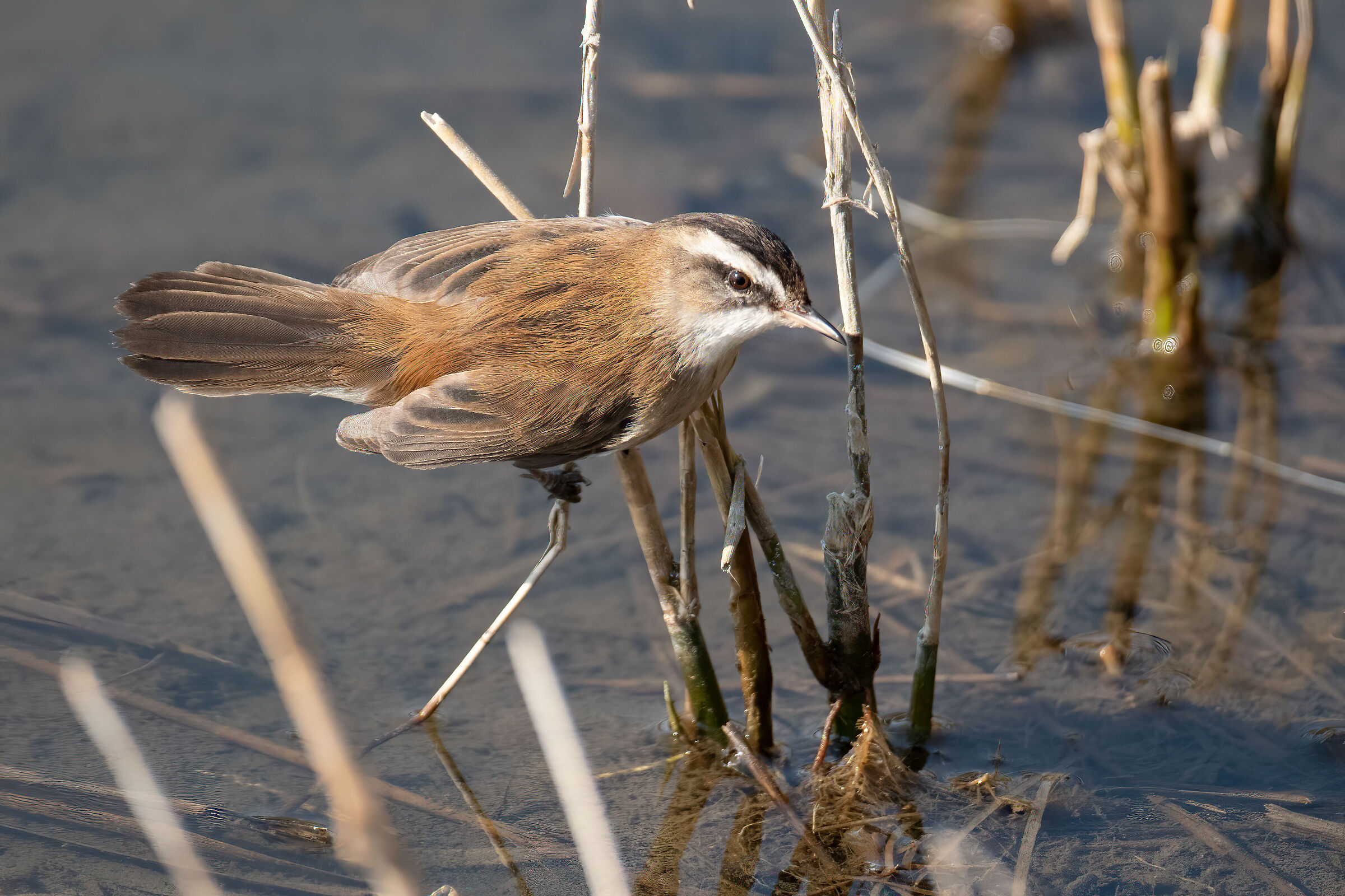 Forapaglie castagnolo