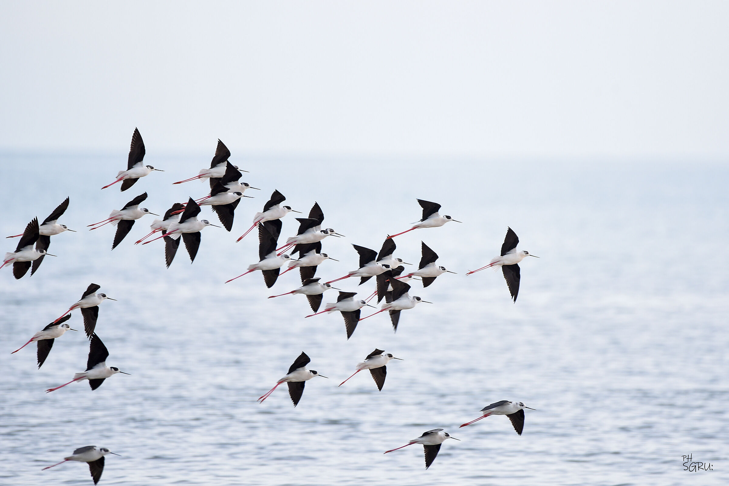 cavalieri d'italia in gruppo