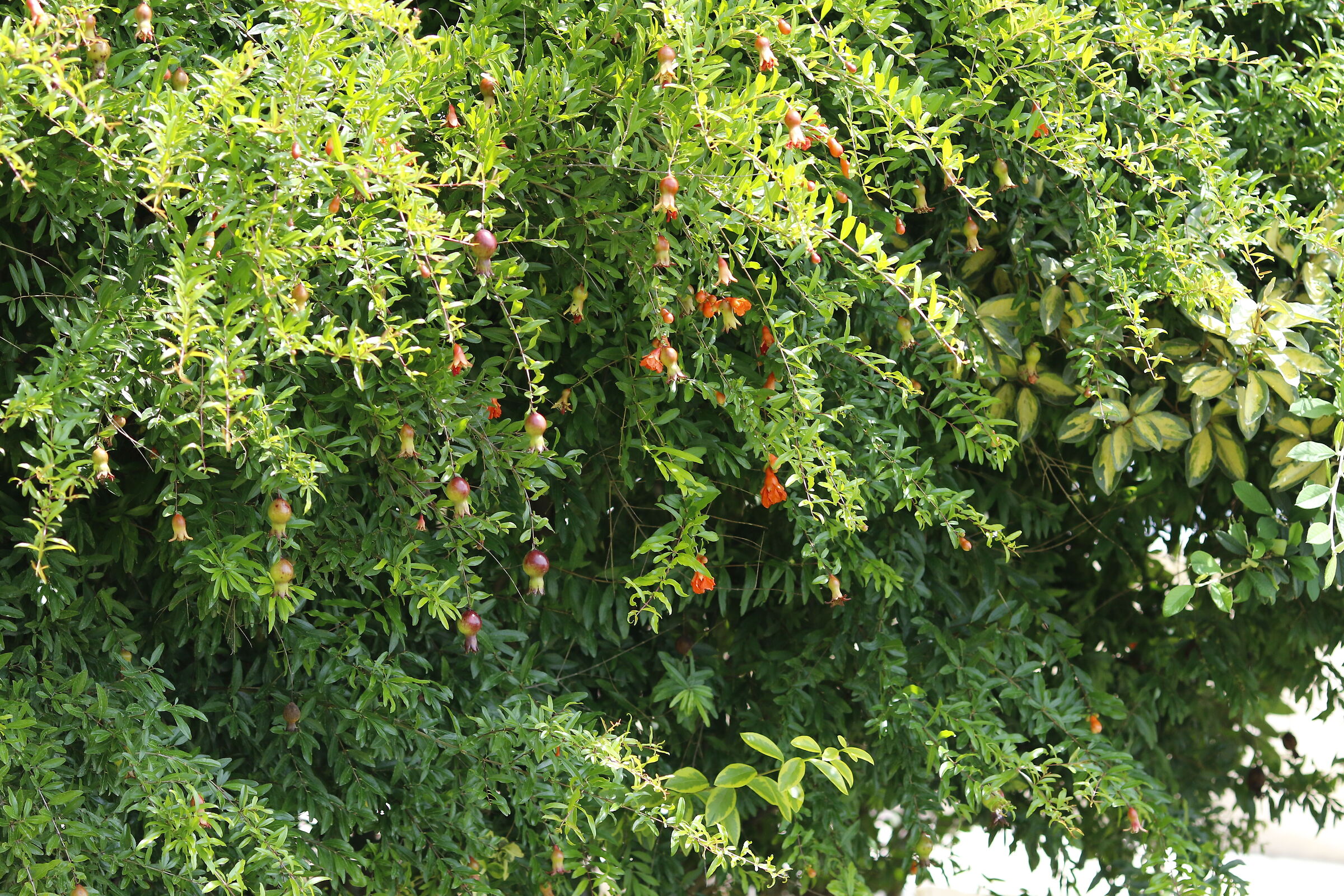 Canon 7D II- 135 L USM