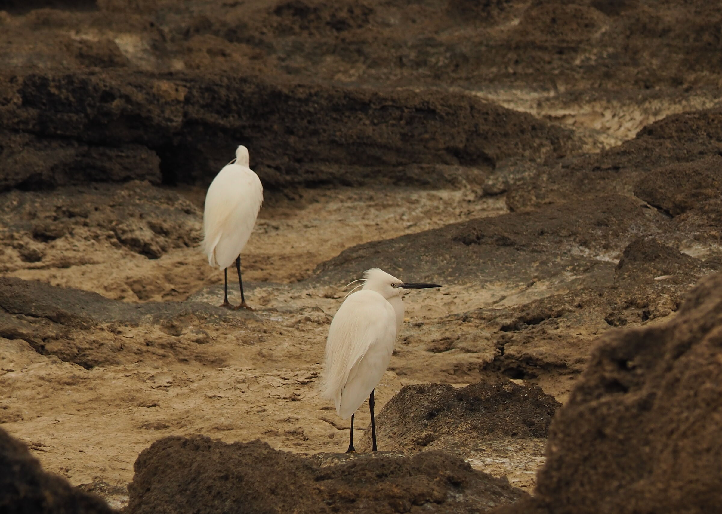 Egrets.