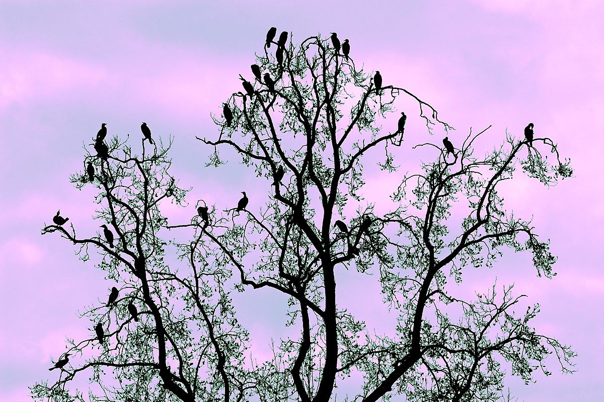 stormi di uccelli neri