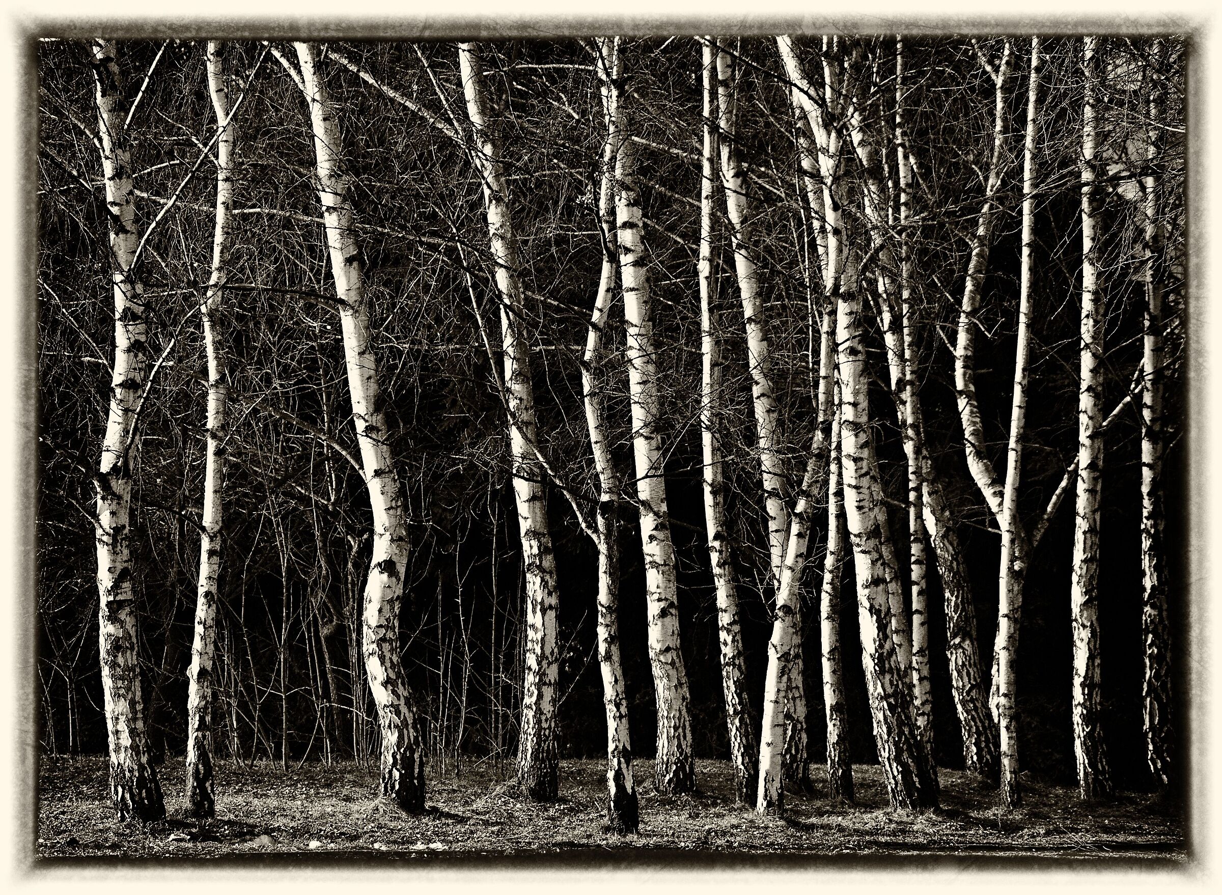 birch trees - black and white