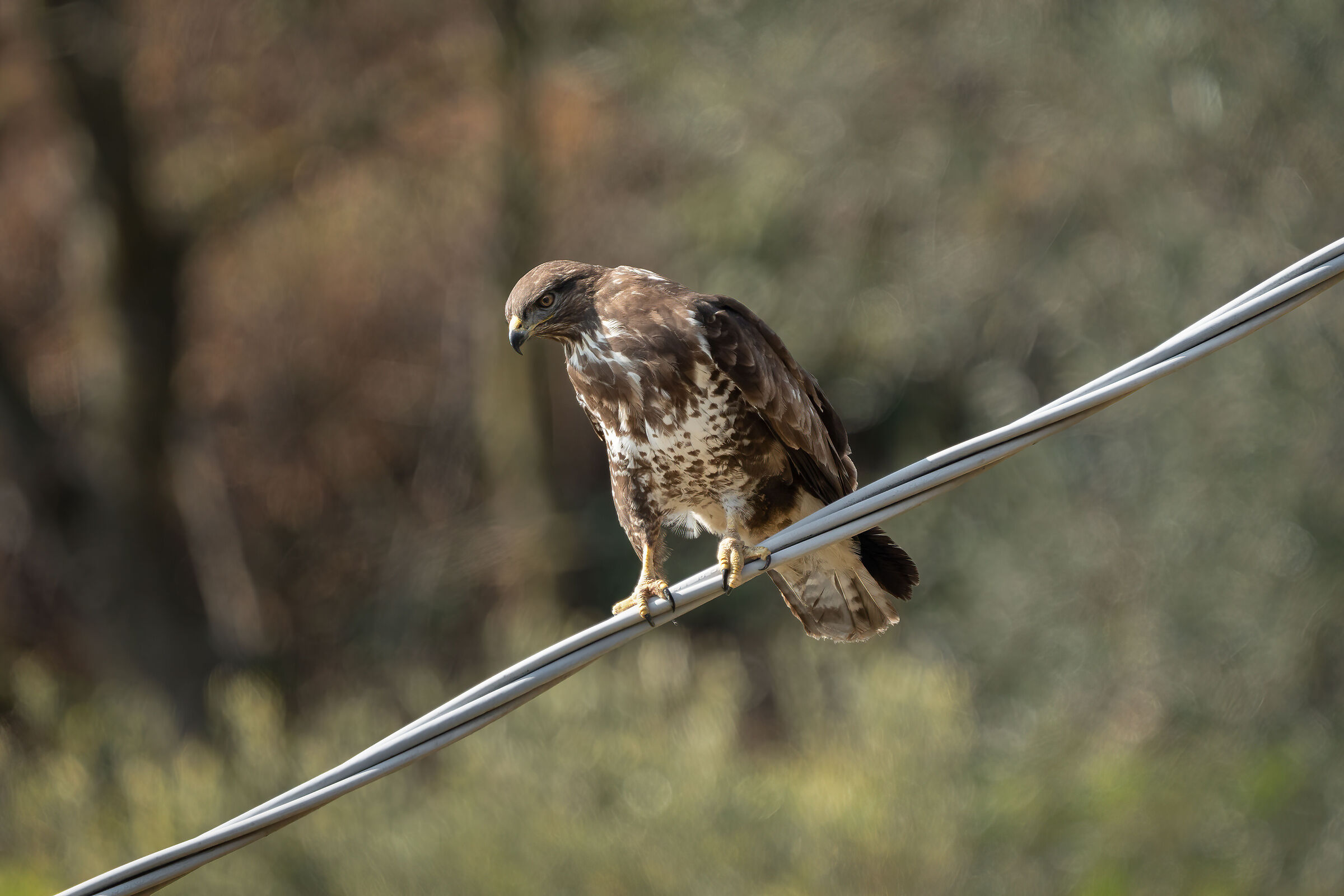 Buzzard equilibrist