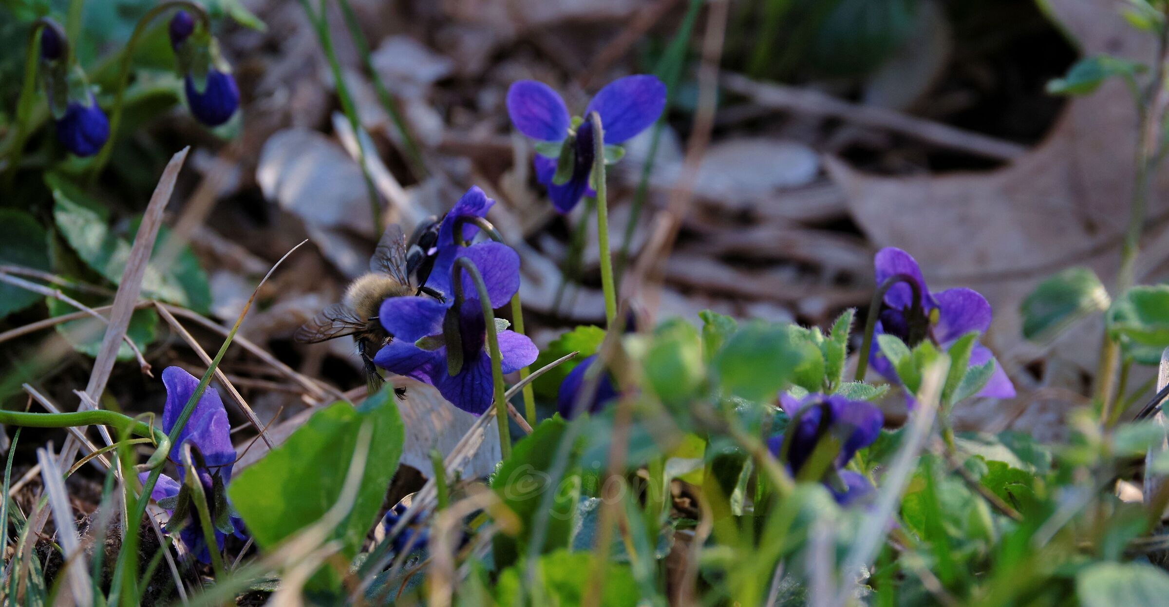Primavera la primavera 1