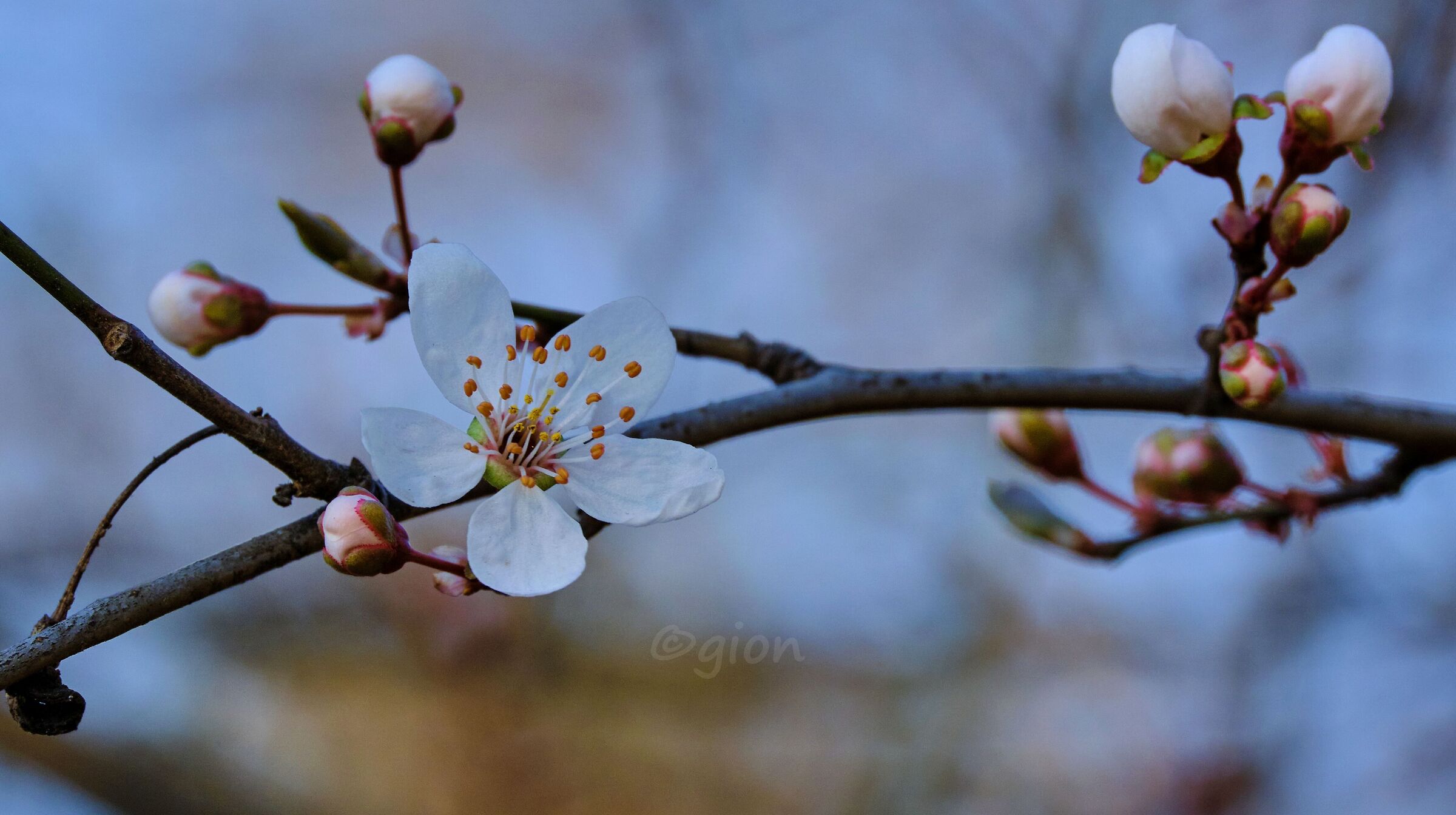 Primavera la primavera 2