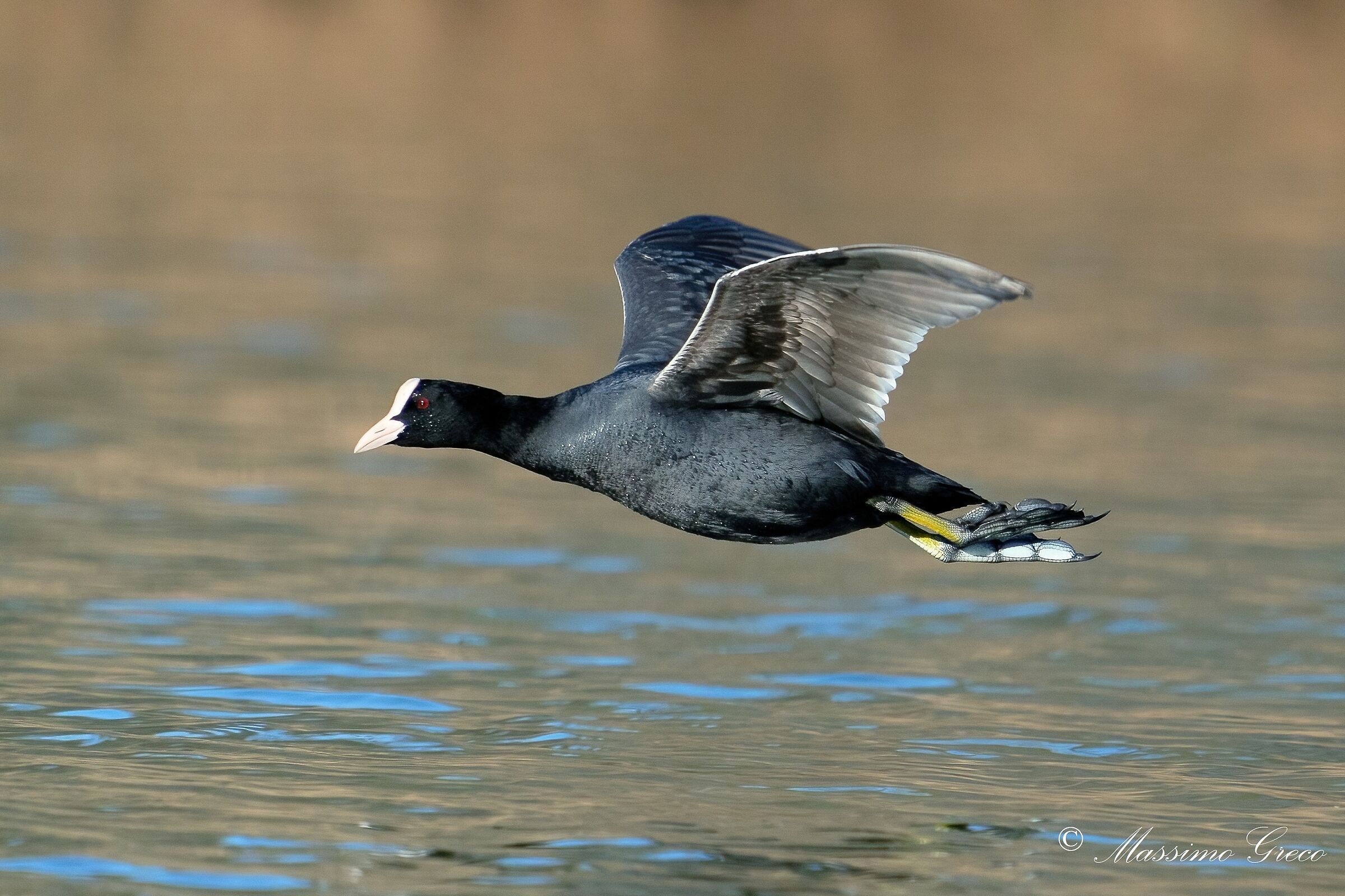Folaga (Fulica atra)