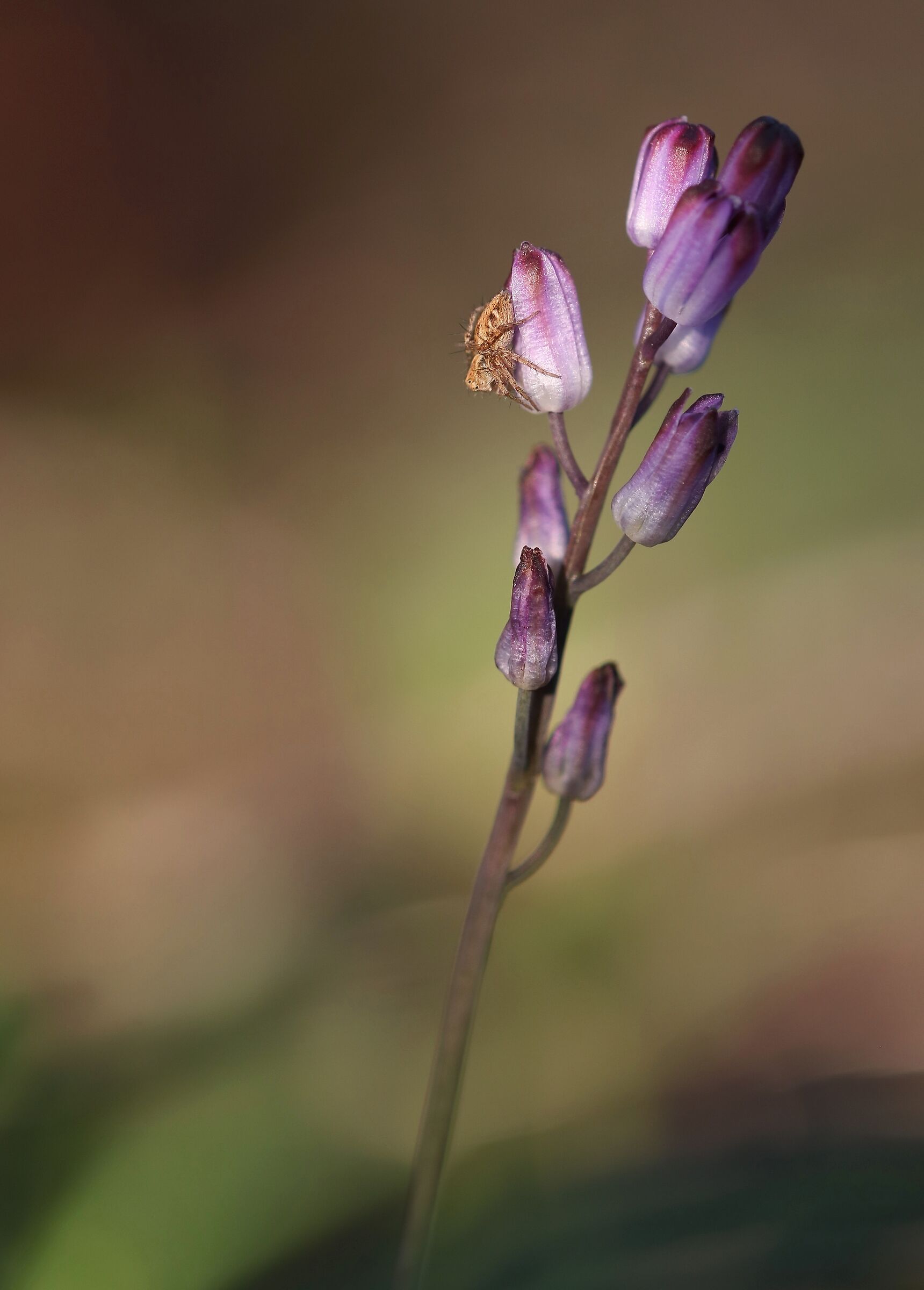 Salticidae su Muscari comosum