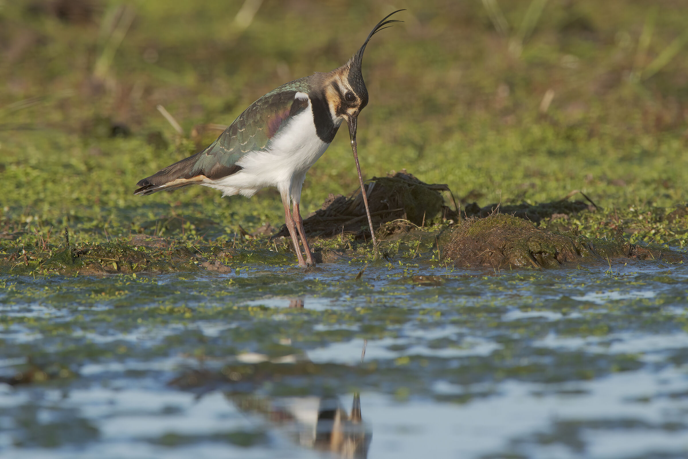 pavoncella in alimentazione