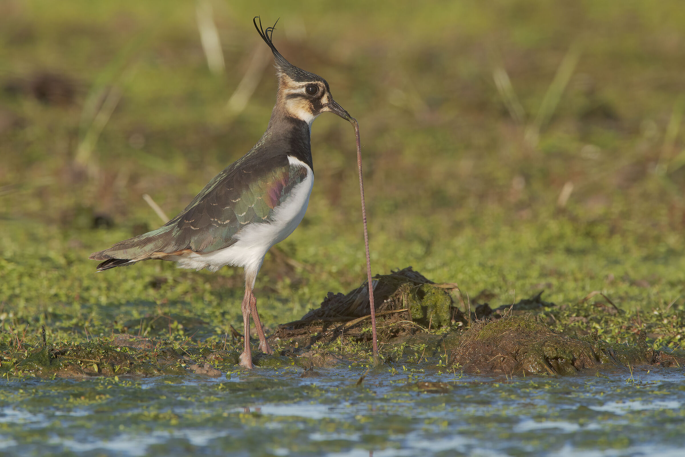 in punta di piedi...