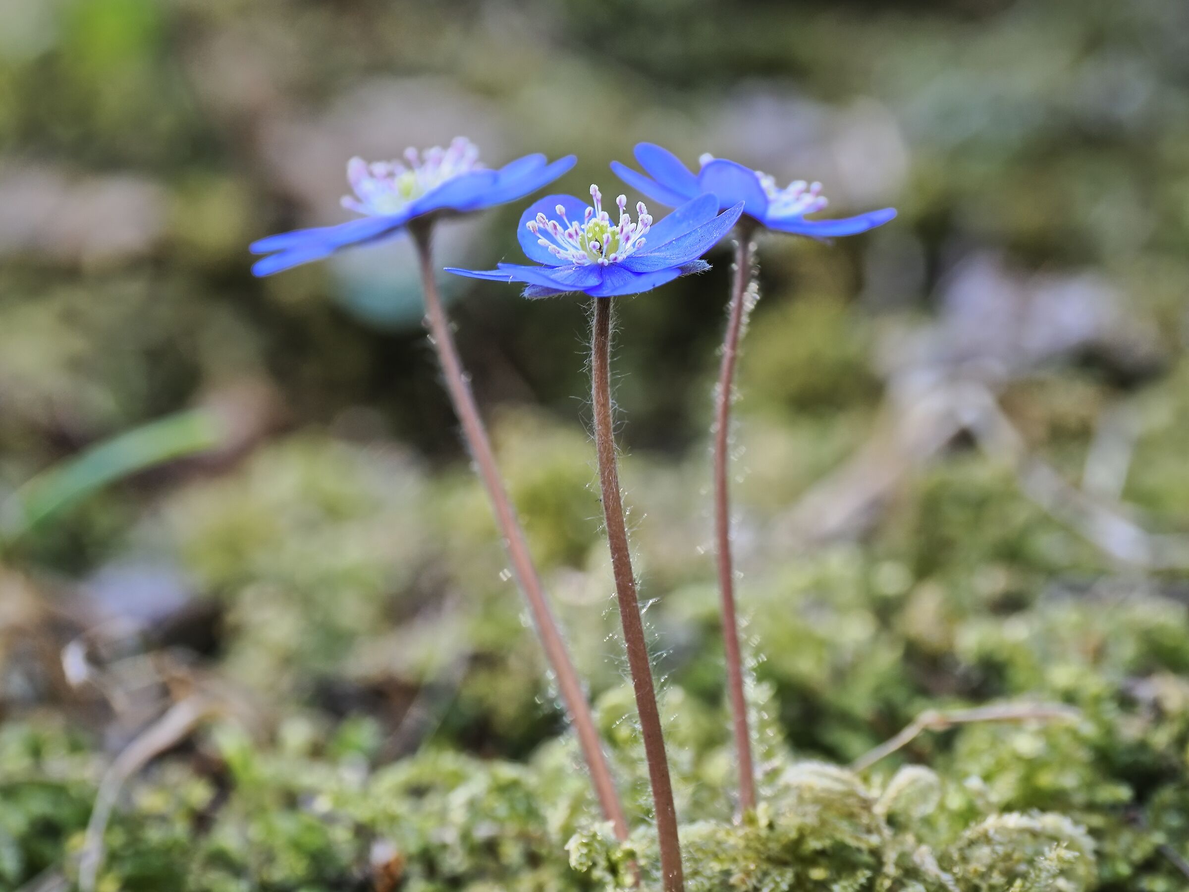 Anemone hepatica