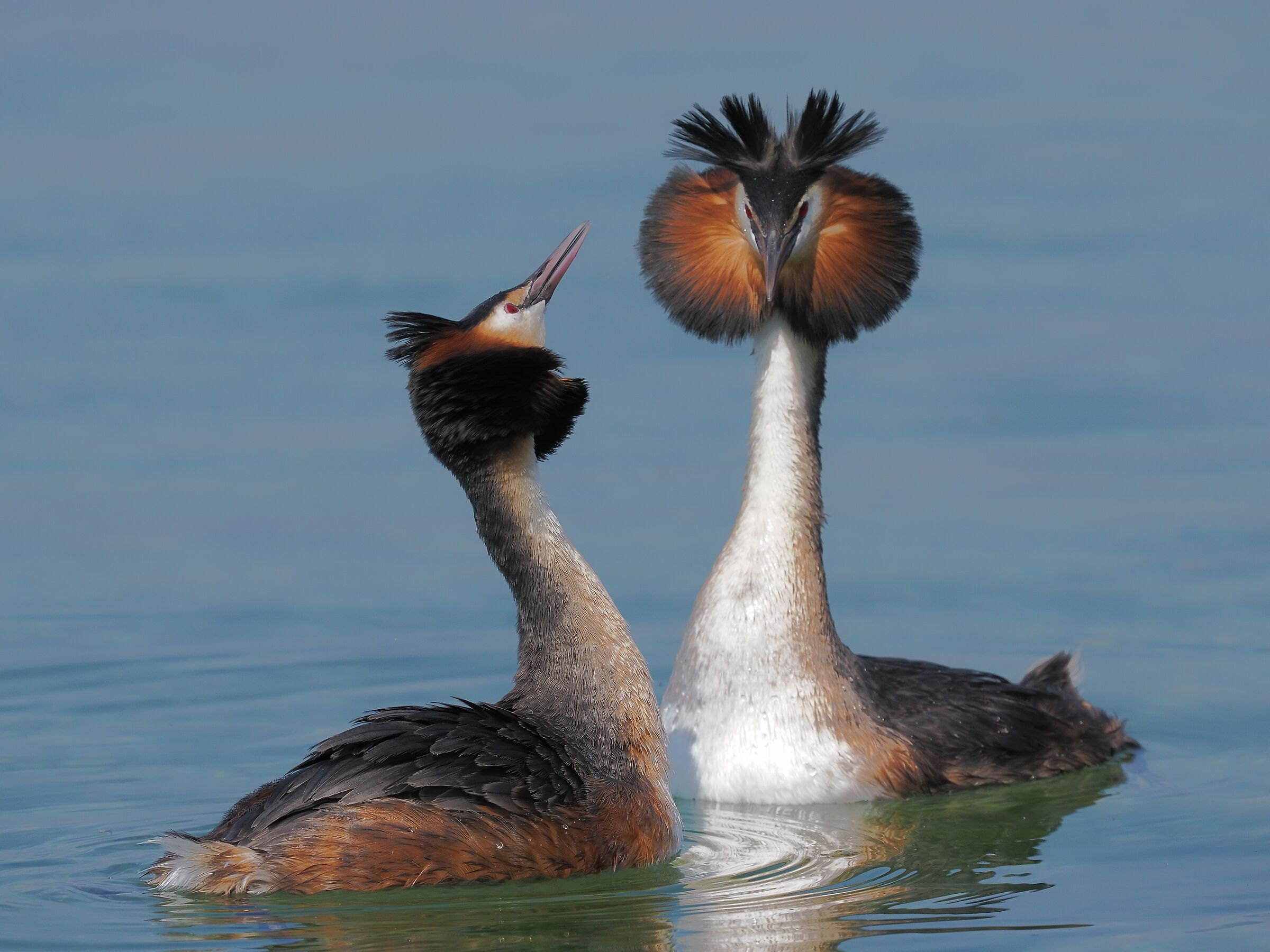 Great grebe ( podiceps cristatus )