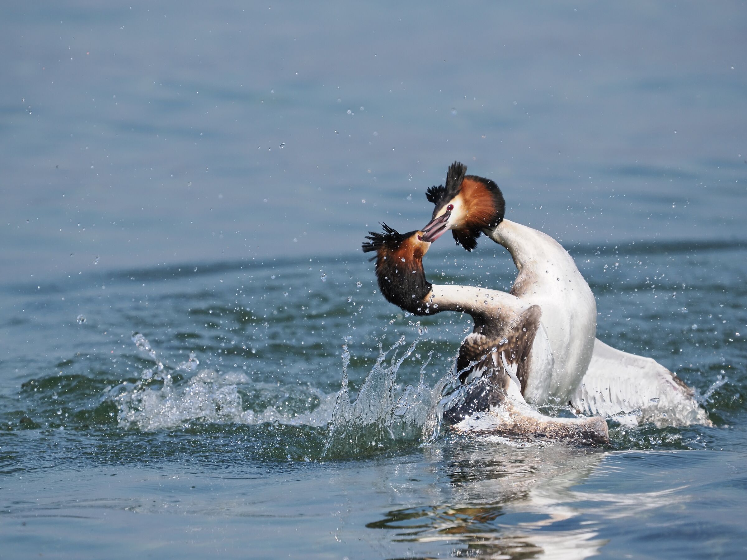 Great grebe ( podiceps cristatus )